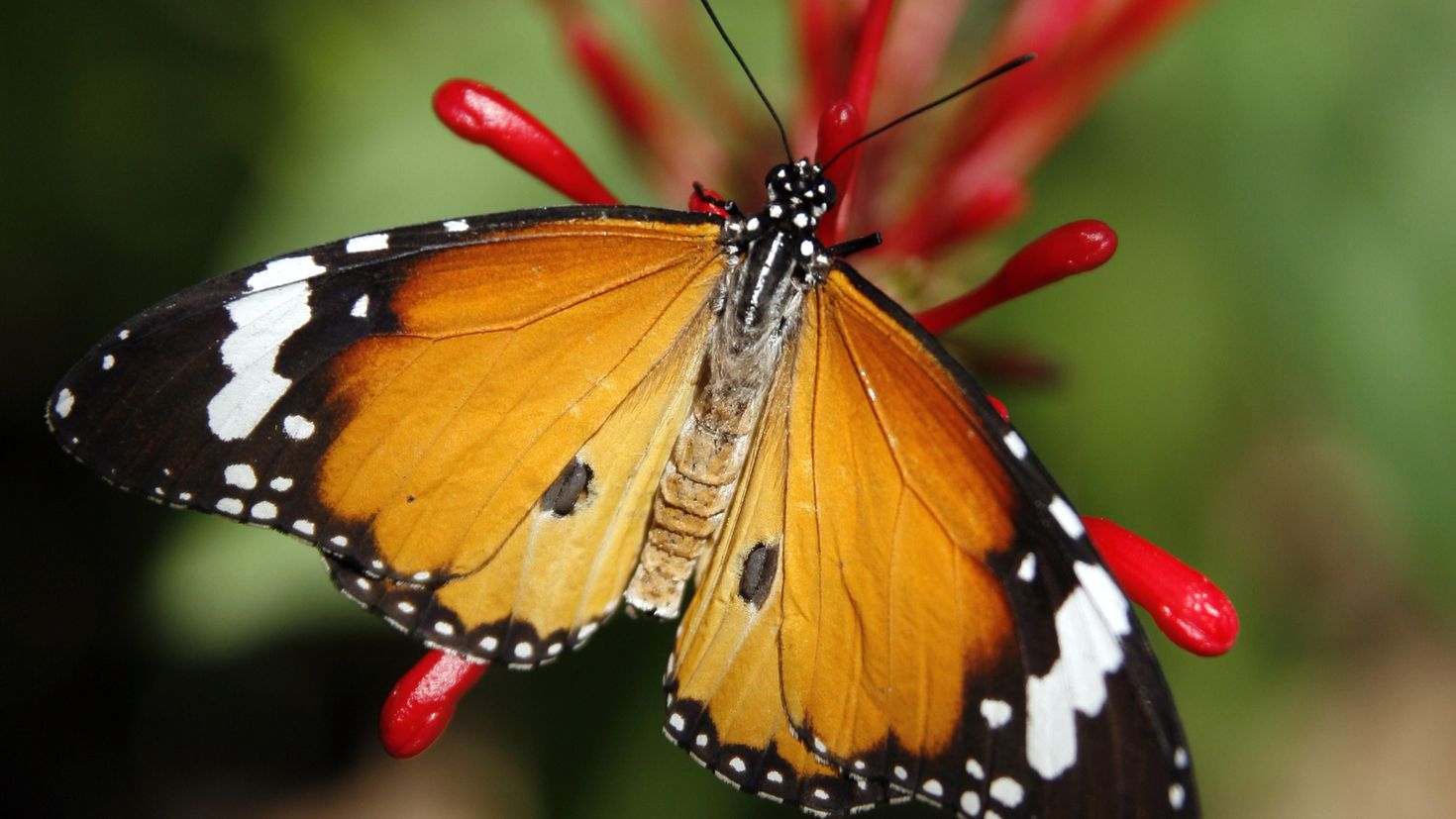 Крылья бабочки монарха