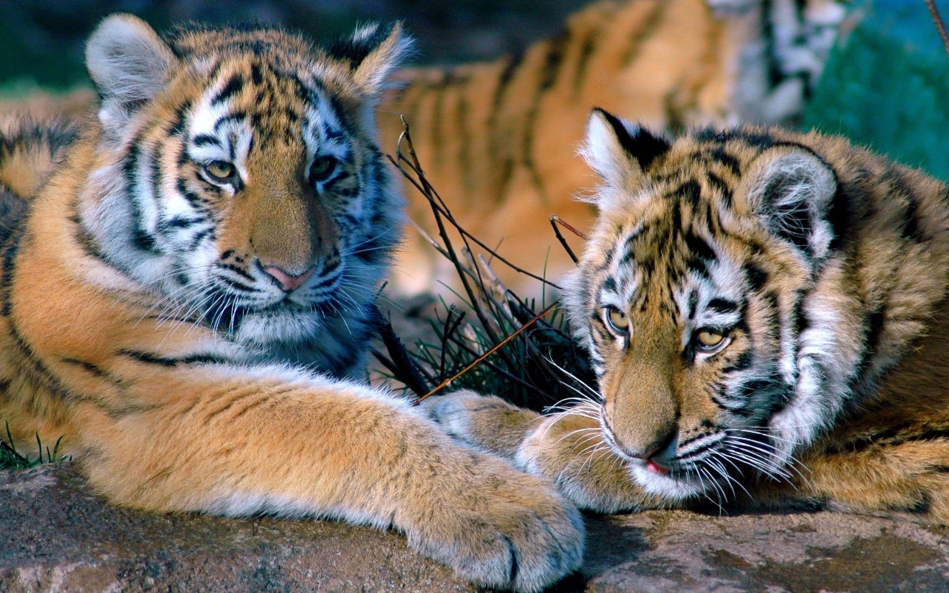 Download mobile wallpaper Lie, To Lie Down, Animals, Predators, Pair, Family, Couple, Tigers for free.