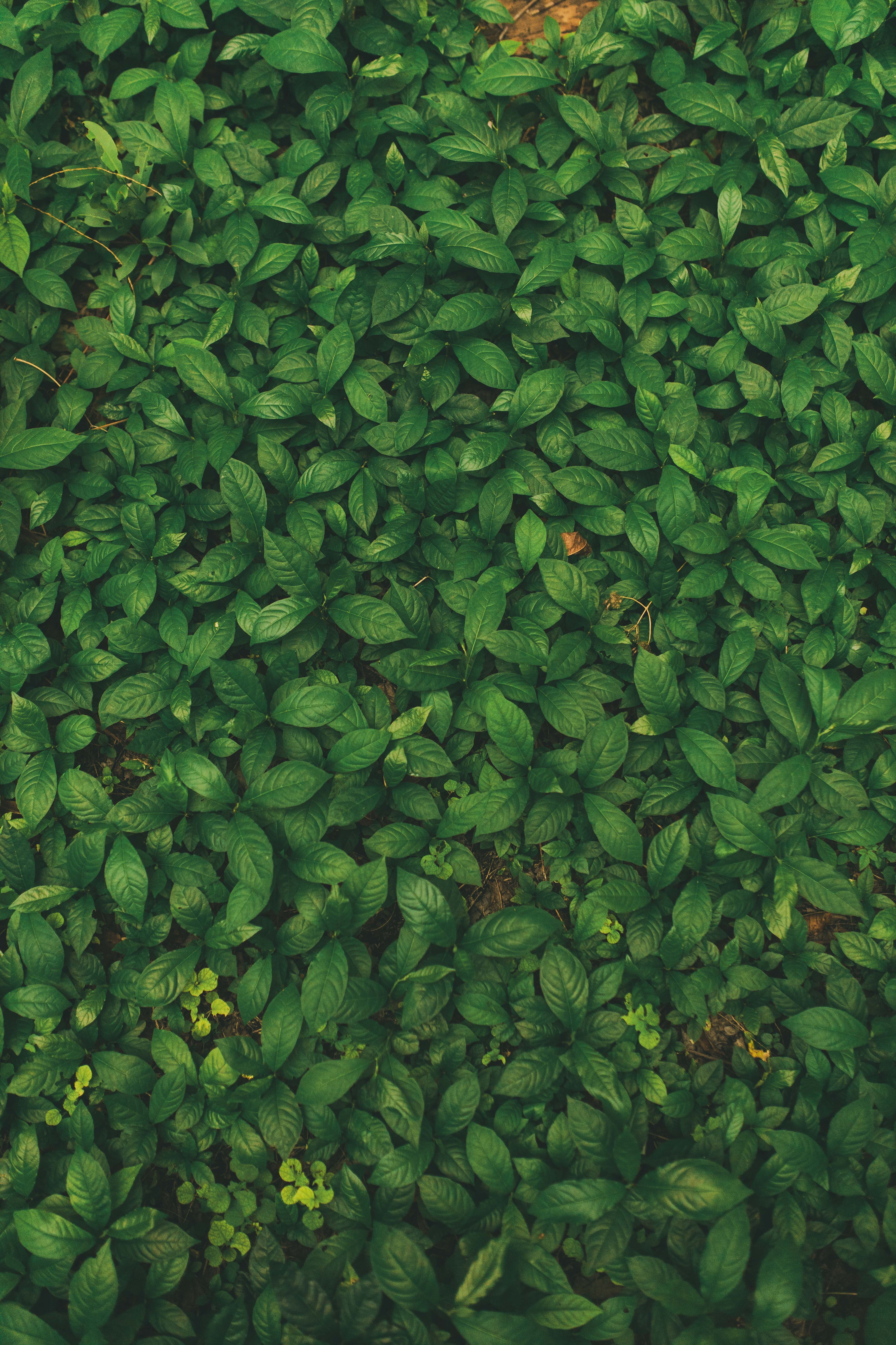 leaves, nature, grass, plant, veins iphone wallpaper