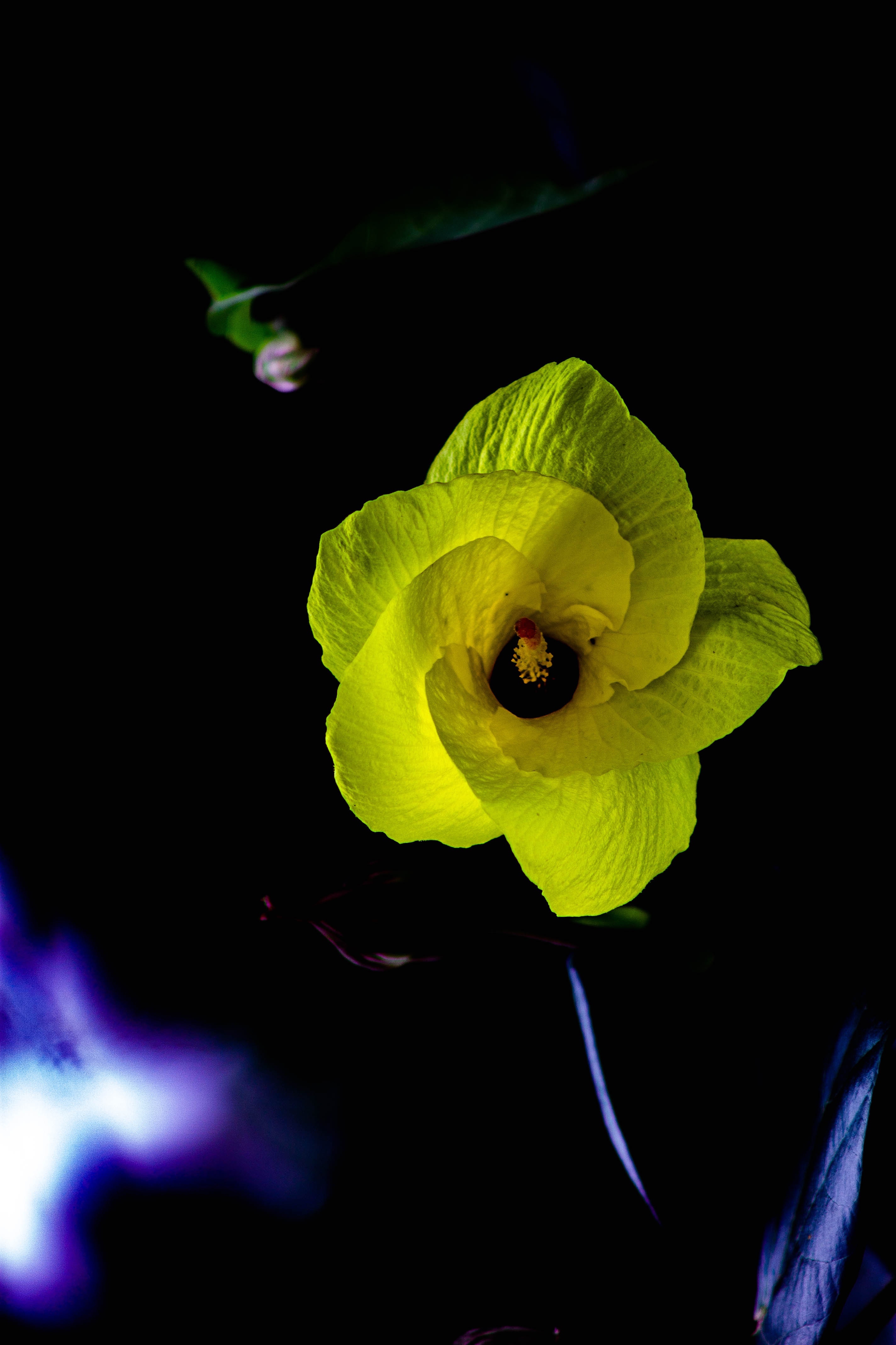 PCデスクトップに闇, 暗い, 黄色, 花びら, フラワーズ, 花画像を無料でダウンロード