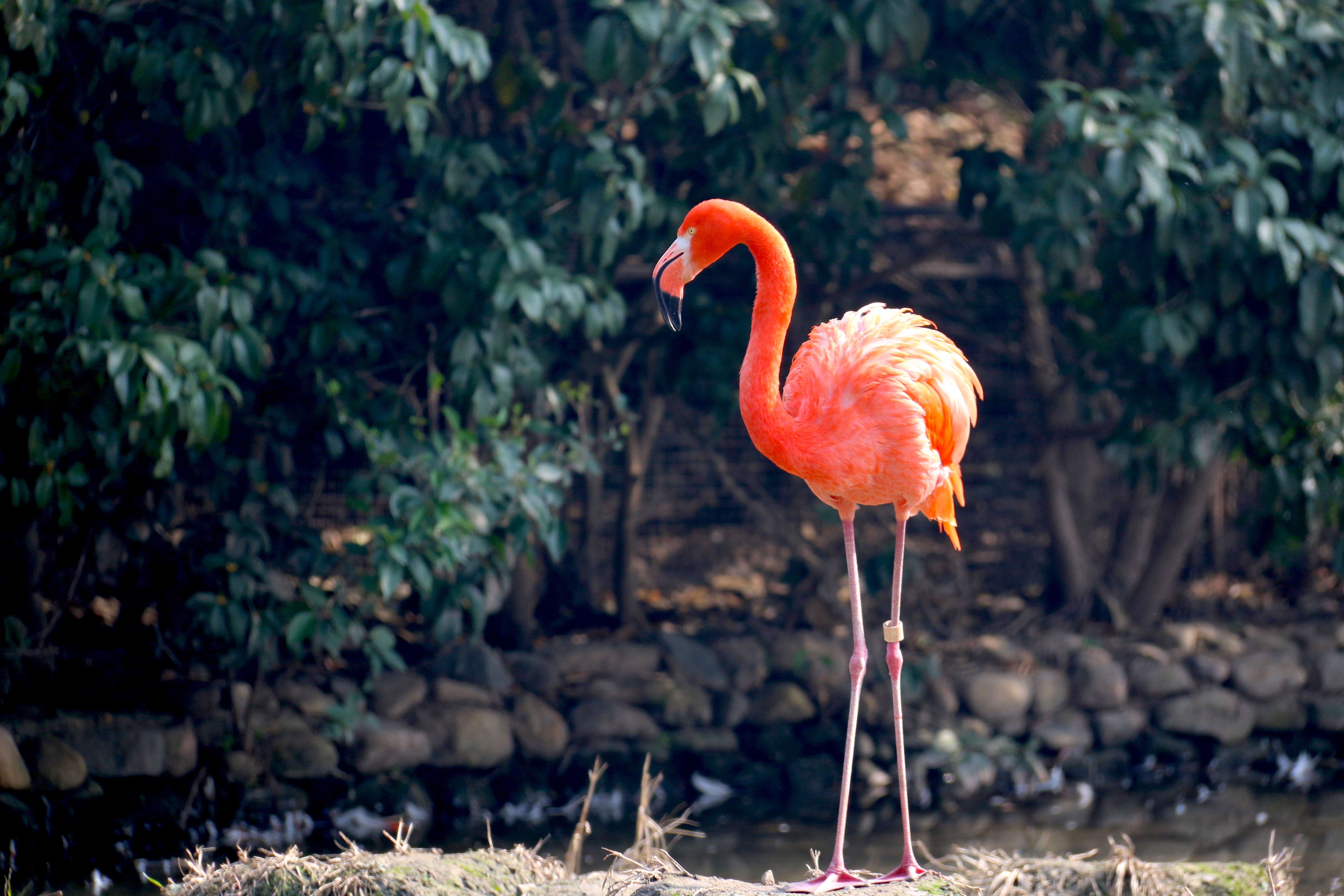 flamingo, animals, bird, color 4K Ultra