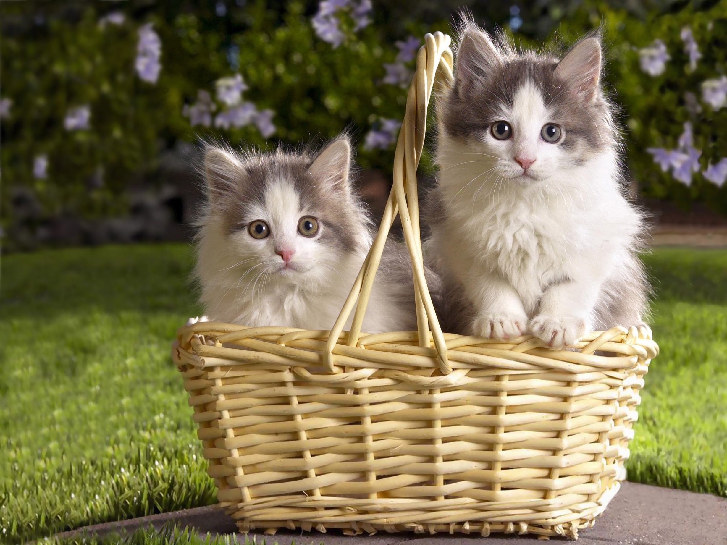 animals, flowers, grass, couple, pair, basket, three, kittens