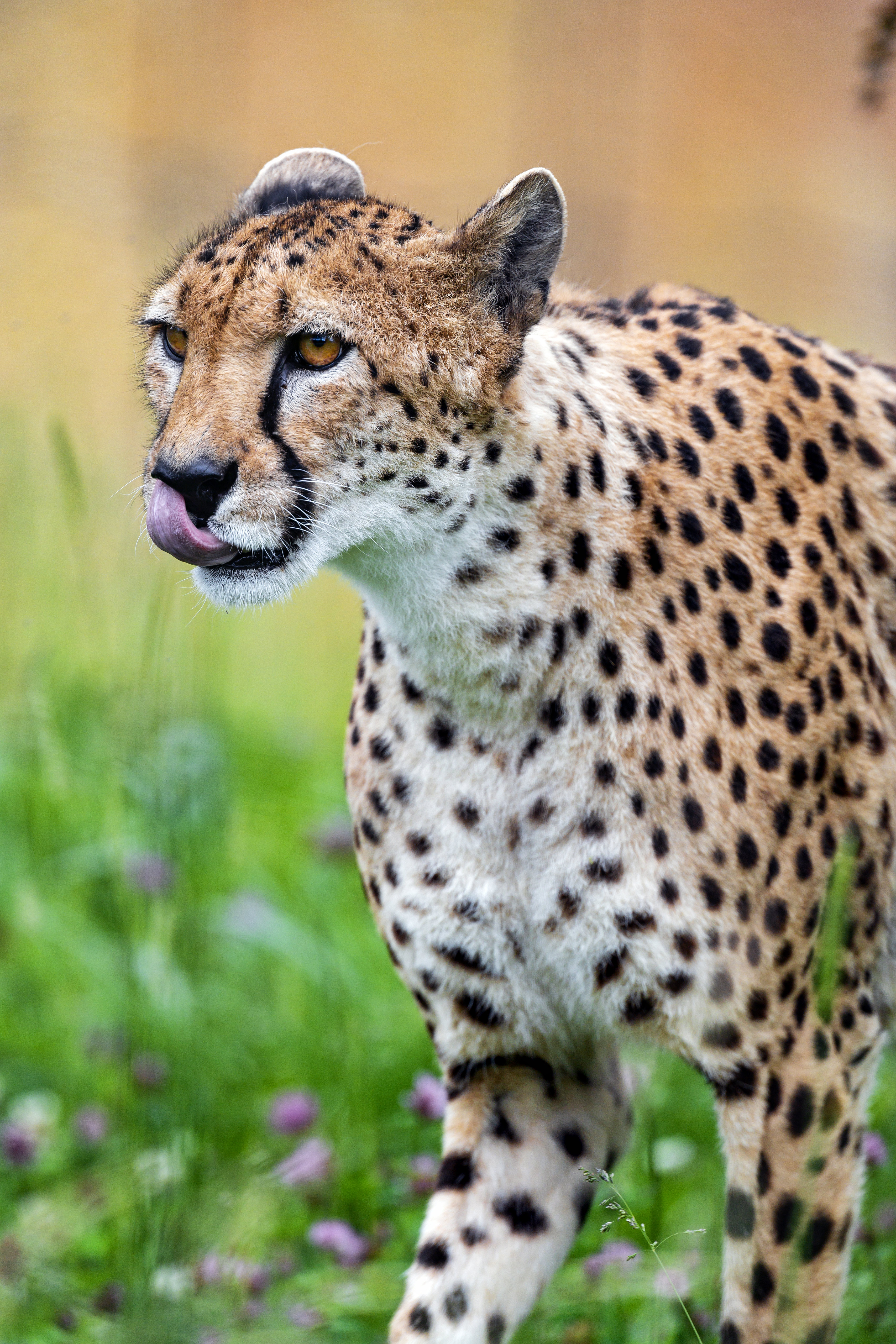 cheetah, animals, predator, stains, spots, protruding tongue, tongue stuck out Free Stock Photo