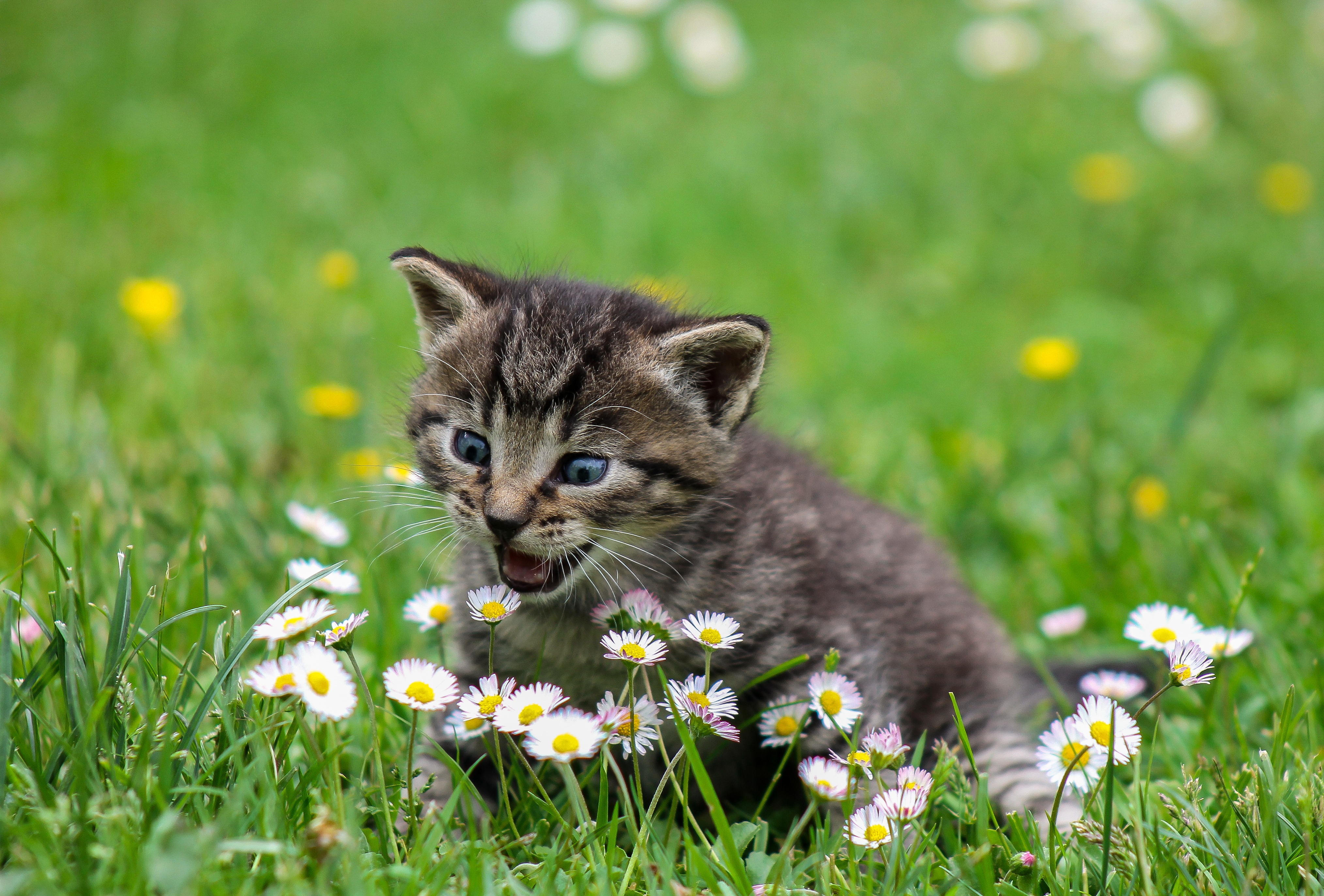 sweetheart, kitty, kitten, funny, animals, flowers, stroll, nice, surprise, astonishment