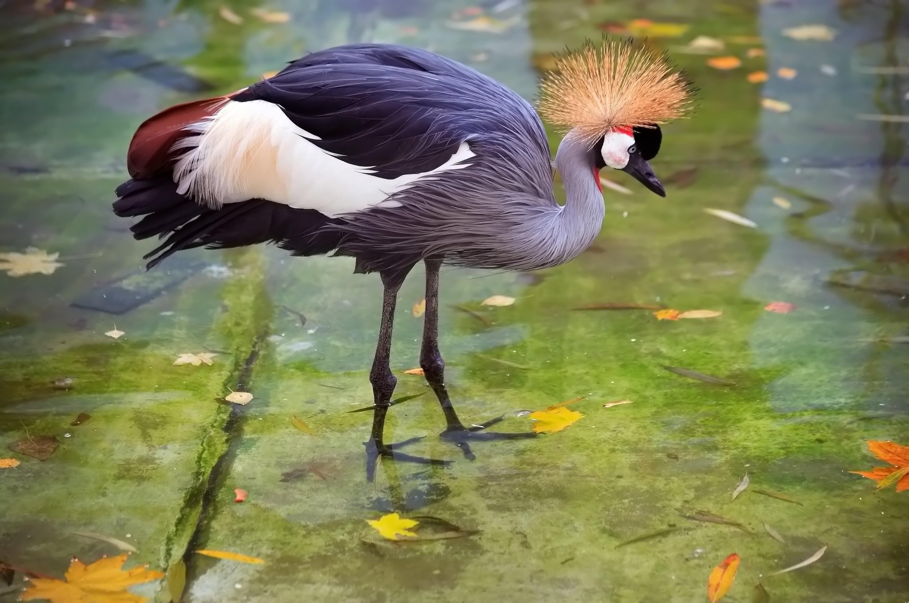 animal, grey crowned crane, heron, birds