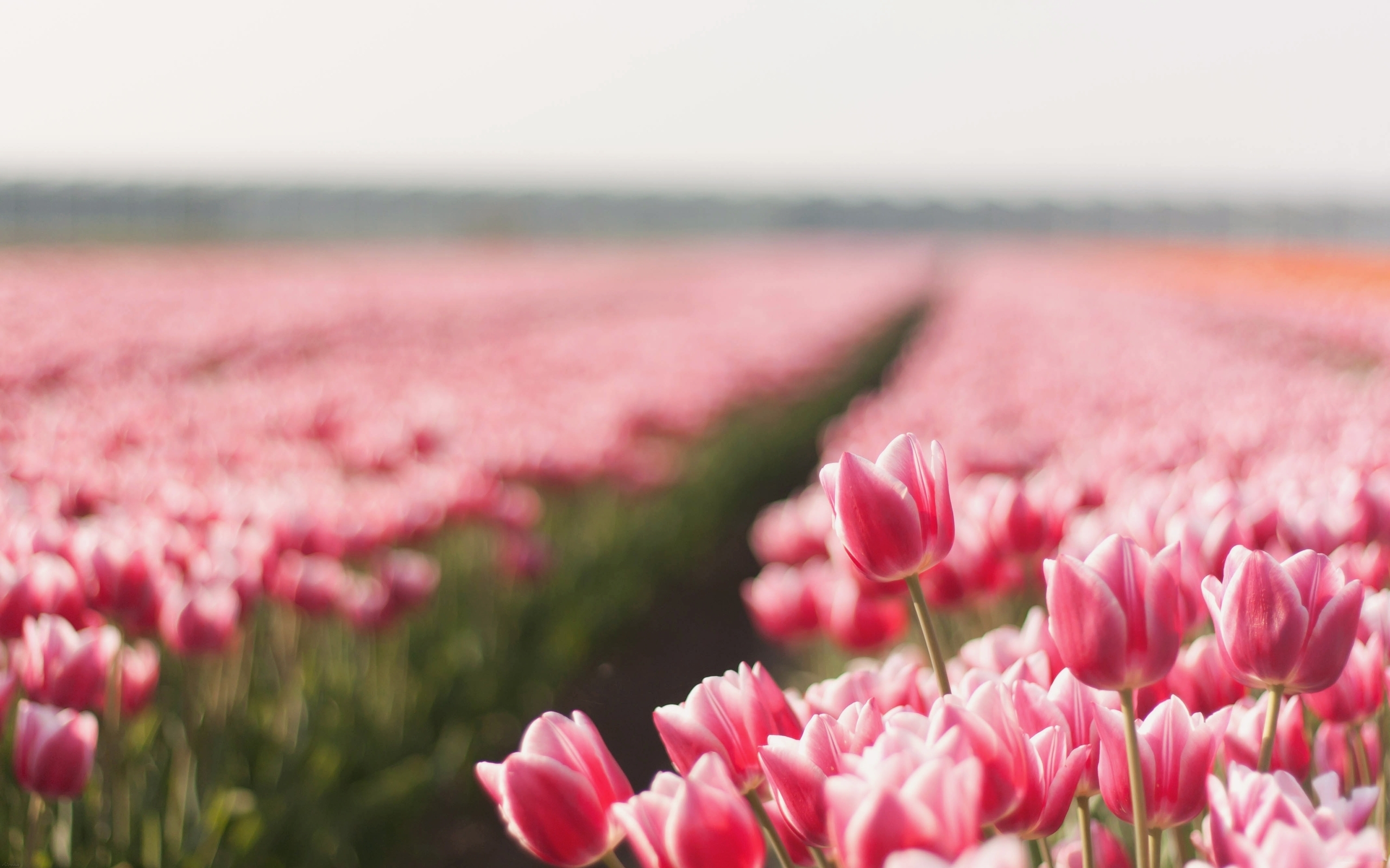 Téléchargez des papiers peints mobile Fleurs, Tulipes, Plantes, Paysage, Les Champs gratuitement.