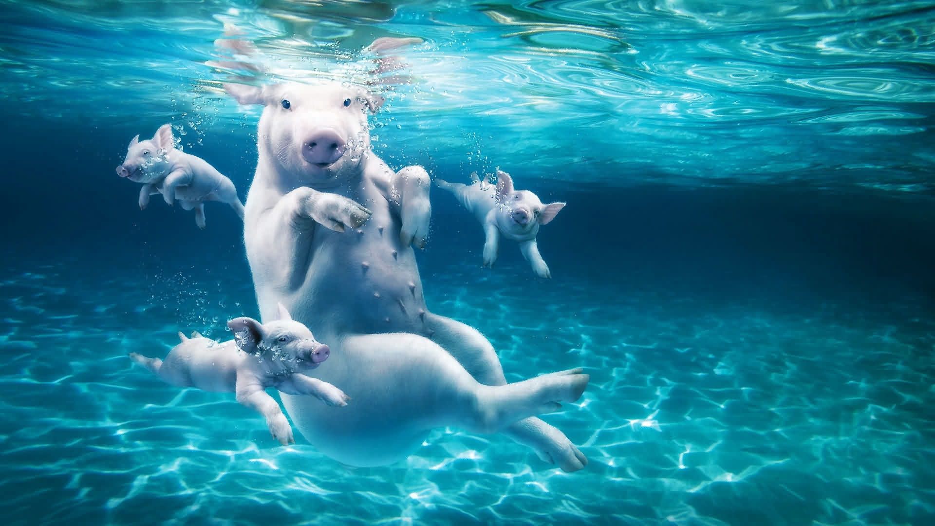 84221壁紙のダウンロード動物, 水, 豚, 若い, カブス, 潜る, 飛び込む-スクリーンセーバーと写真を無料で
