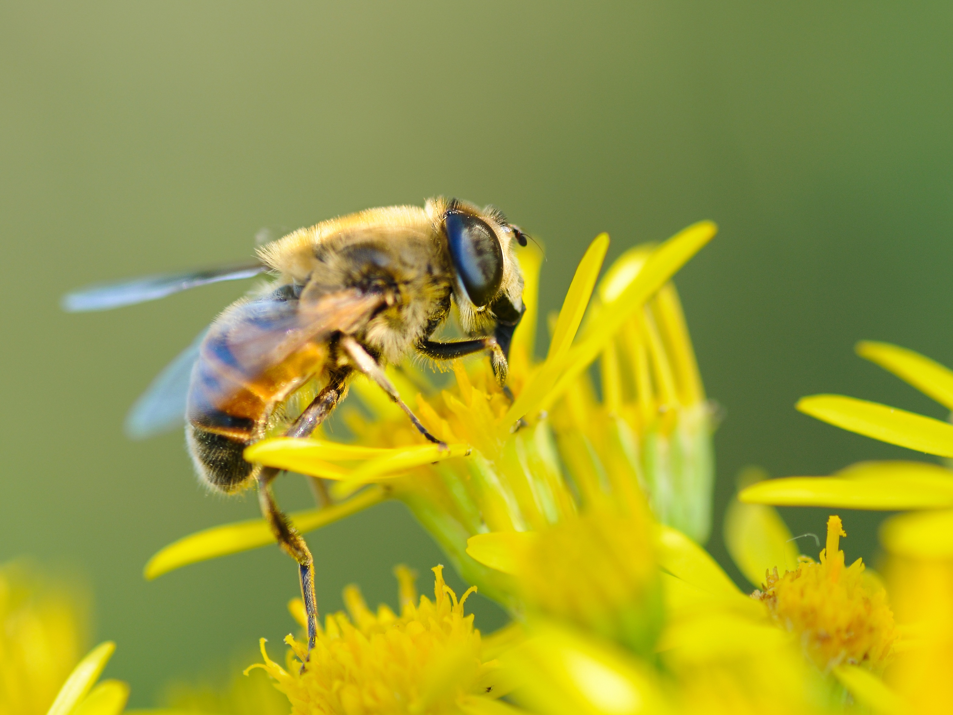 140891 télécharger l'image fleur, macro, fermer, gros plan, abeille, pollinisation - fonds d'écran et économiseurs d'écran gratuits