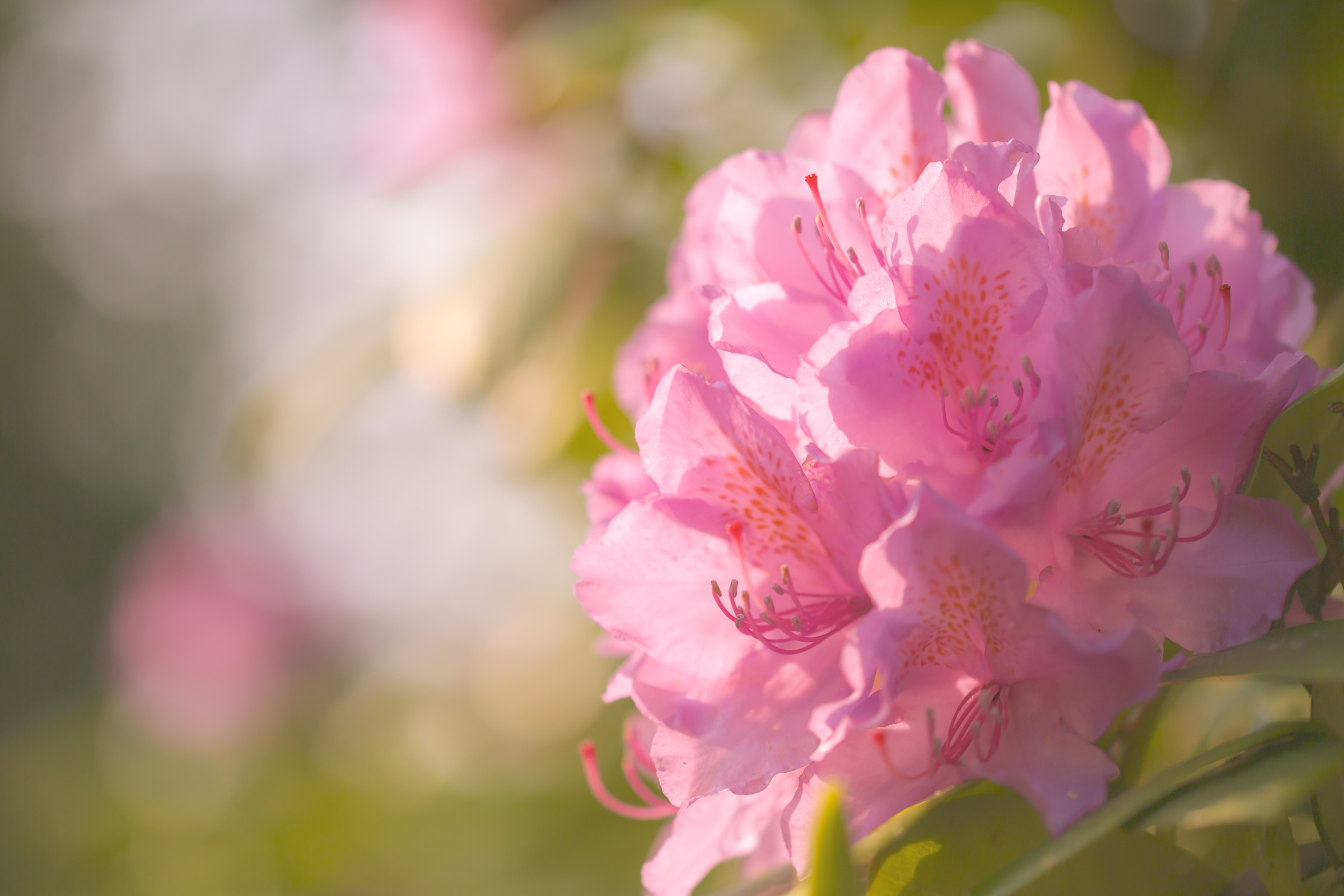 383700 Hintergrundbilder und Rhododendron Bilder auf dem Desktop. Laden Sie  Bildschirmschoner kostenlos auf den PC herunter