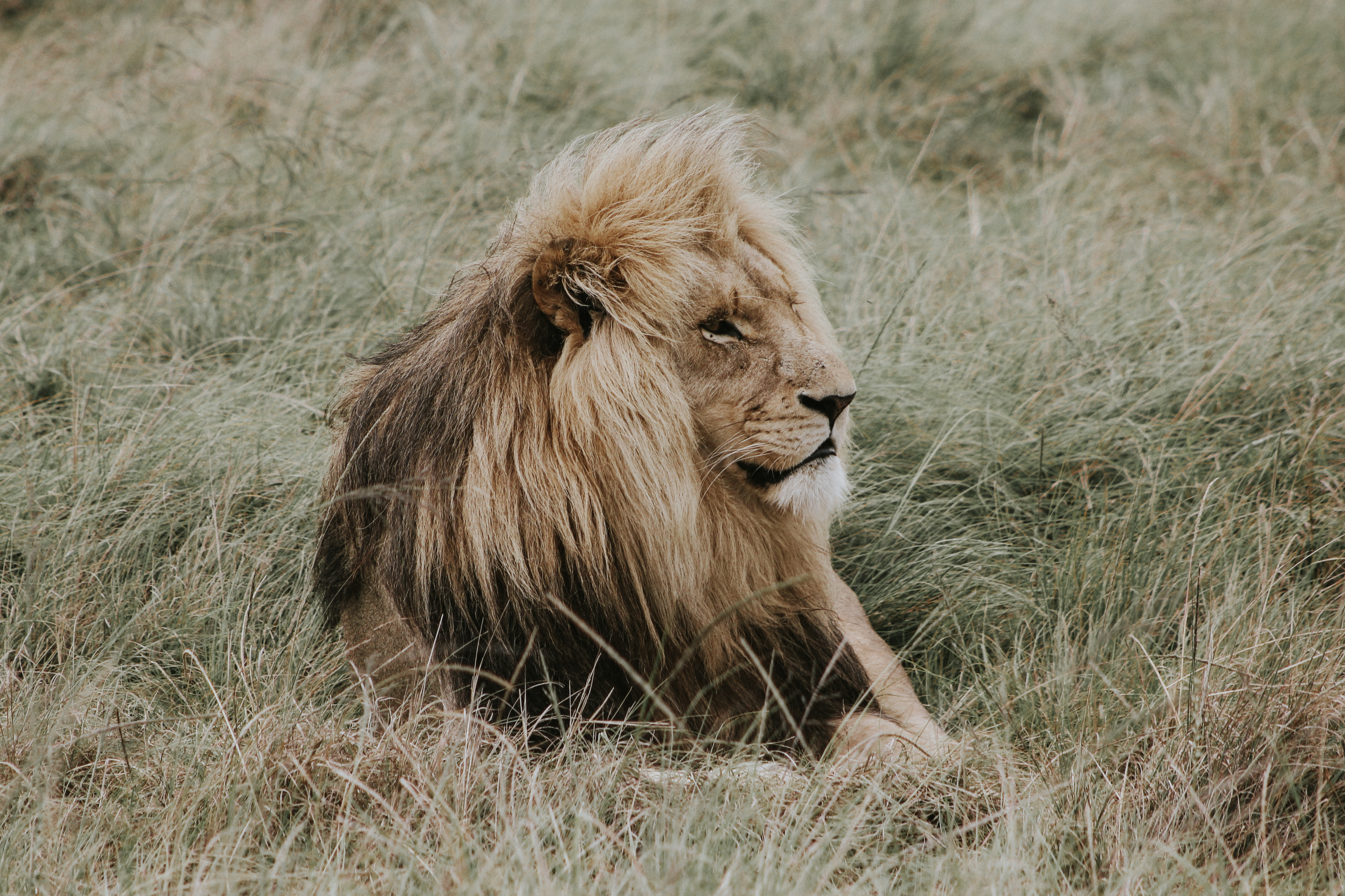 PC Wallpapers animals, lion, predator, mane, king of beasts, king of the beasts