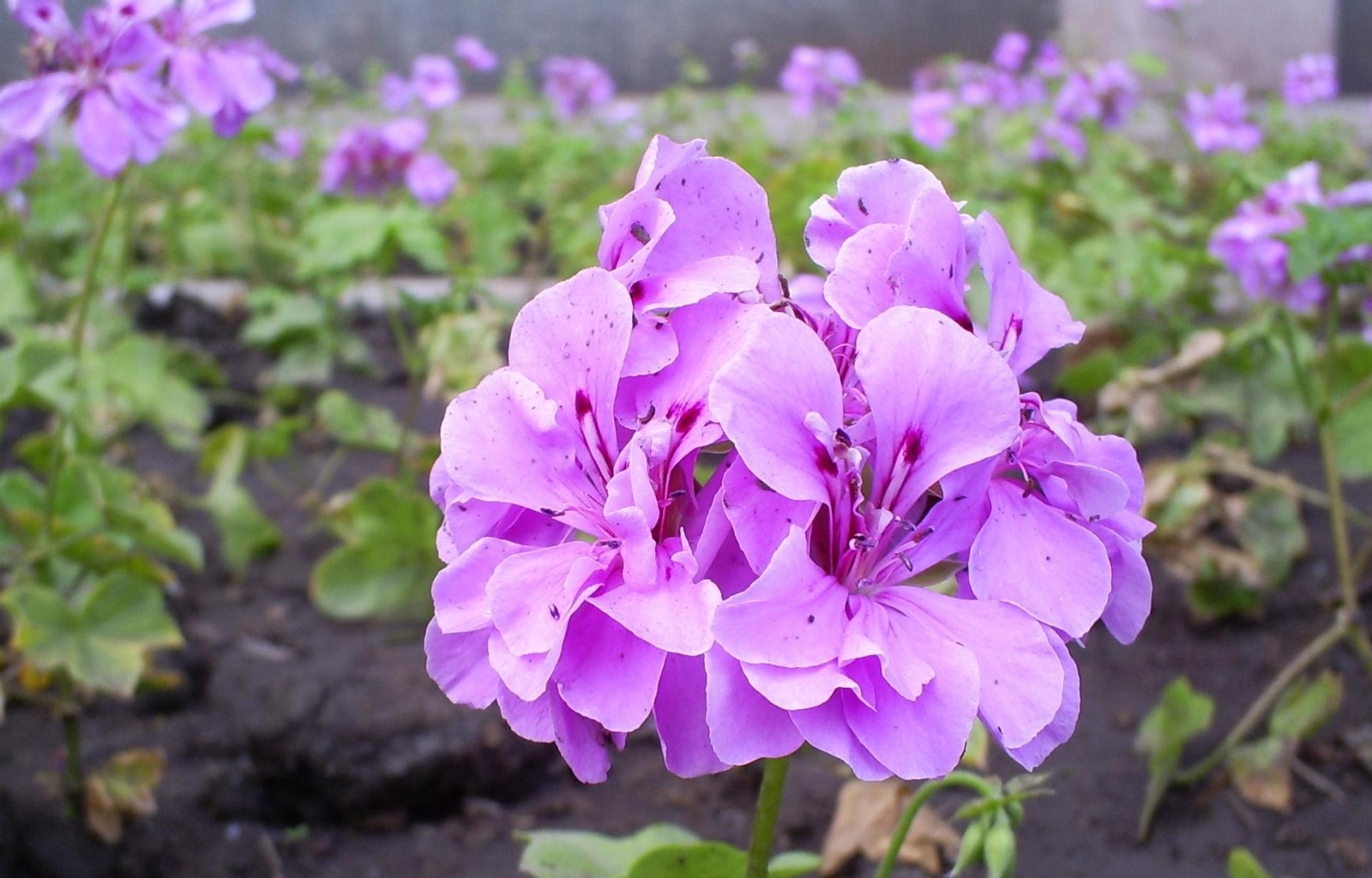 Download mobile wallpaper Plants, Flowers, Violet for free.