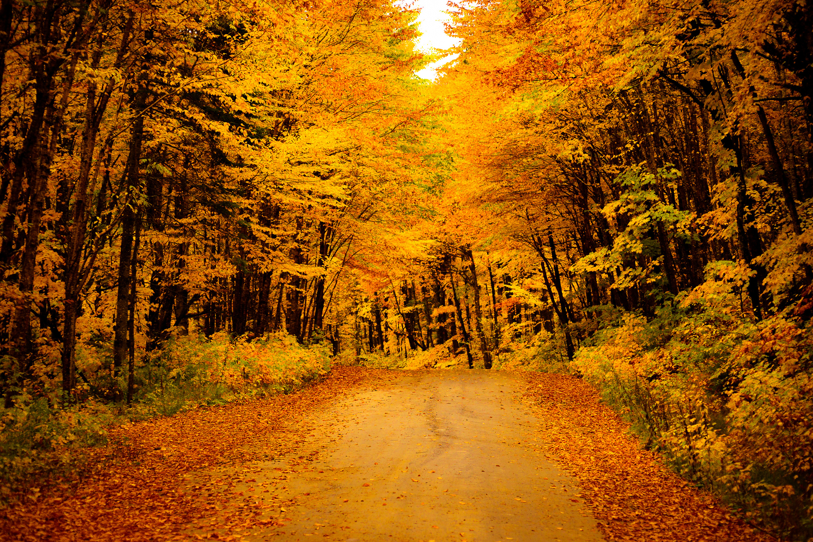 Золотая осень в лесу