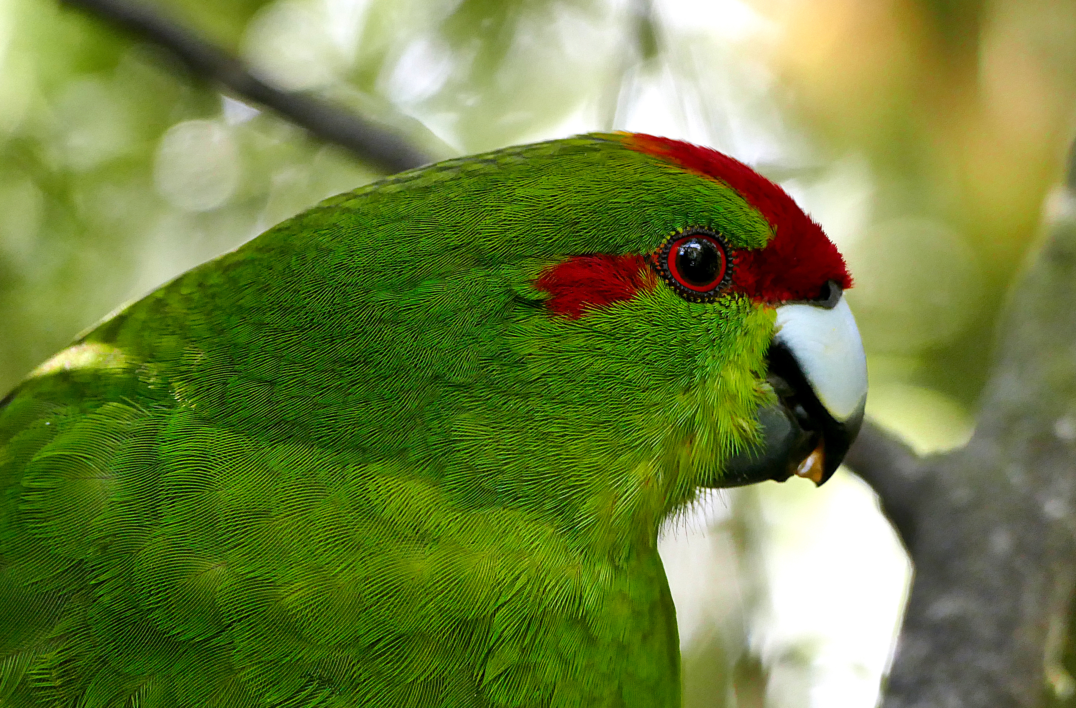 parrots, green, animals, feather, bird Smartphone Background