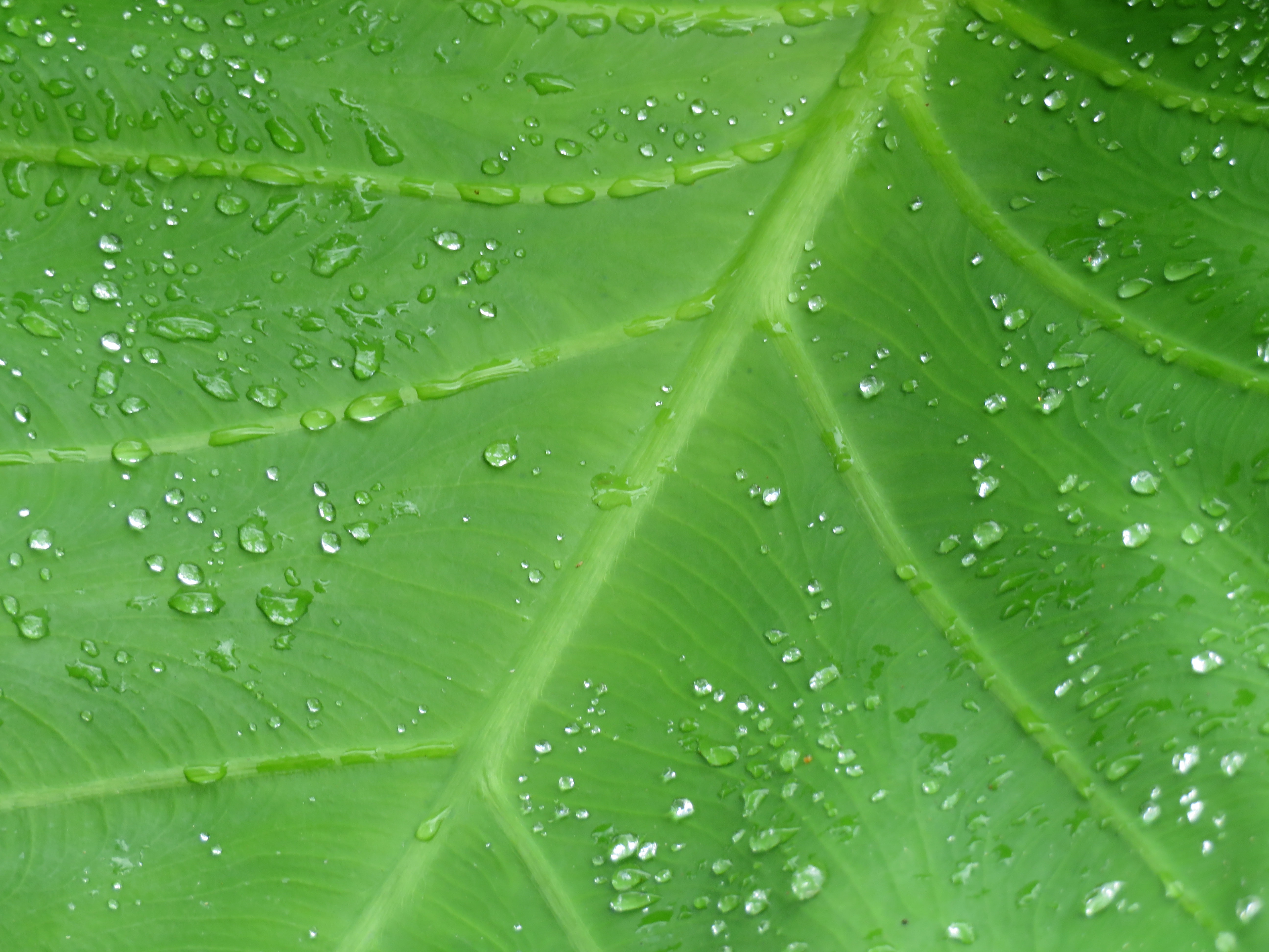 drops, macro, sheet, leaf, dew, veins