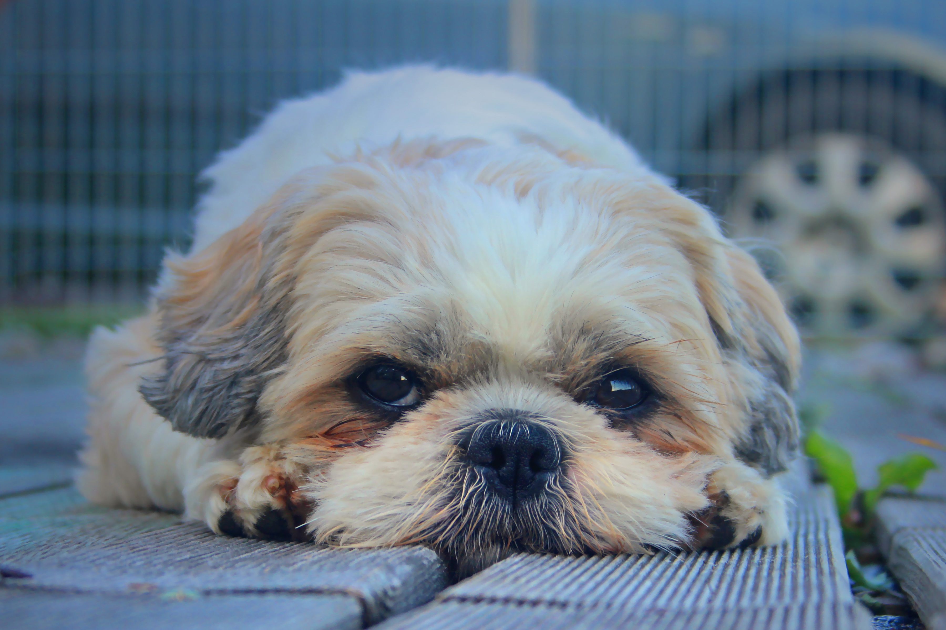 Download mobile wallpaper Shih Tzu, Fluffy, Opinion, Sight, Muzzle, Animals, Dog for free.