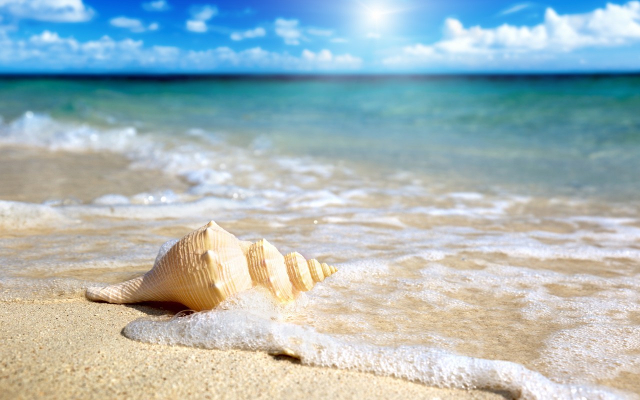 shells, landscape, sea, beach 2160p