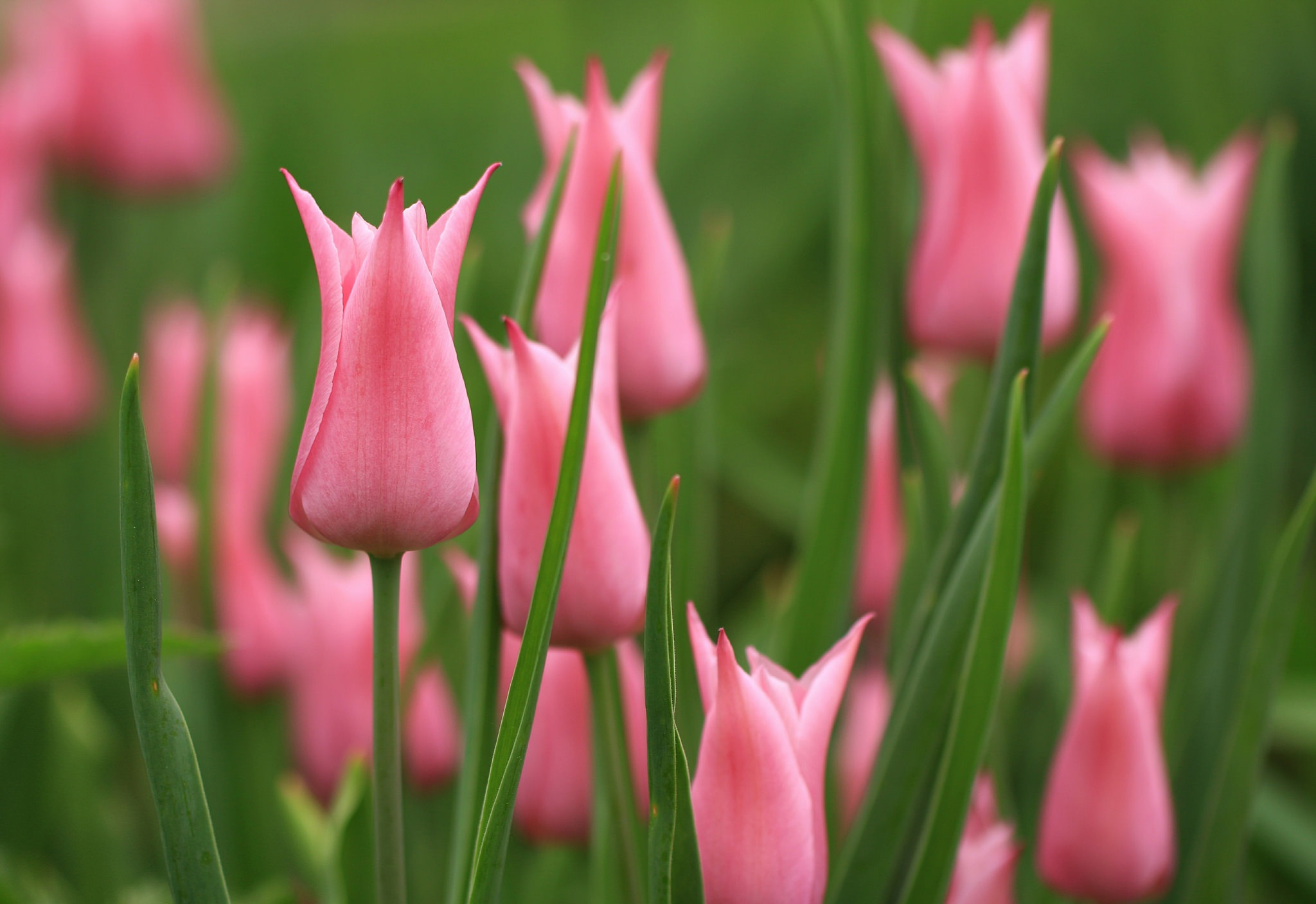 免费下载花卉, 郁金香, 自然, 粉红色的花手机壁纸。