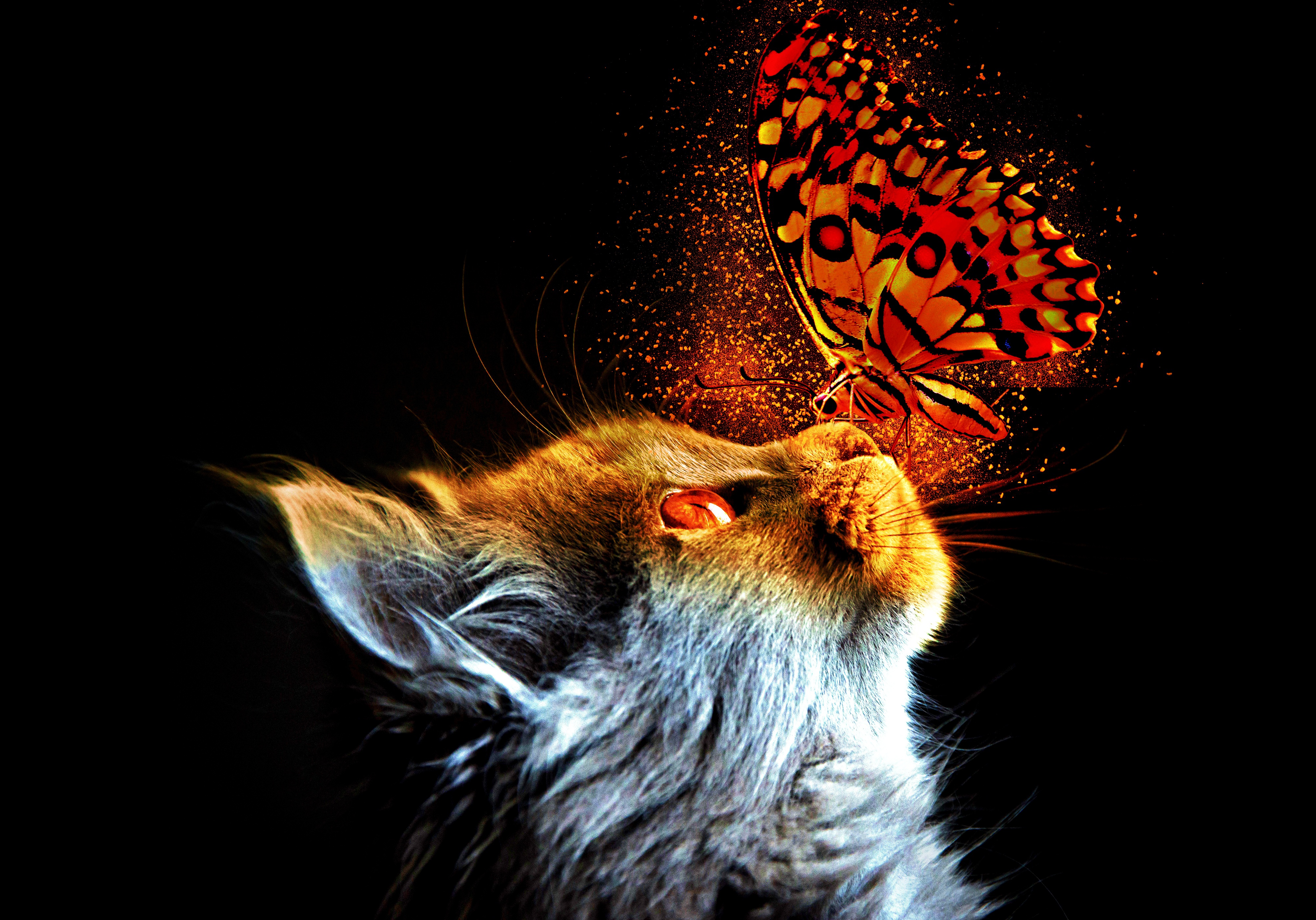 Котик с бабочкой