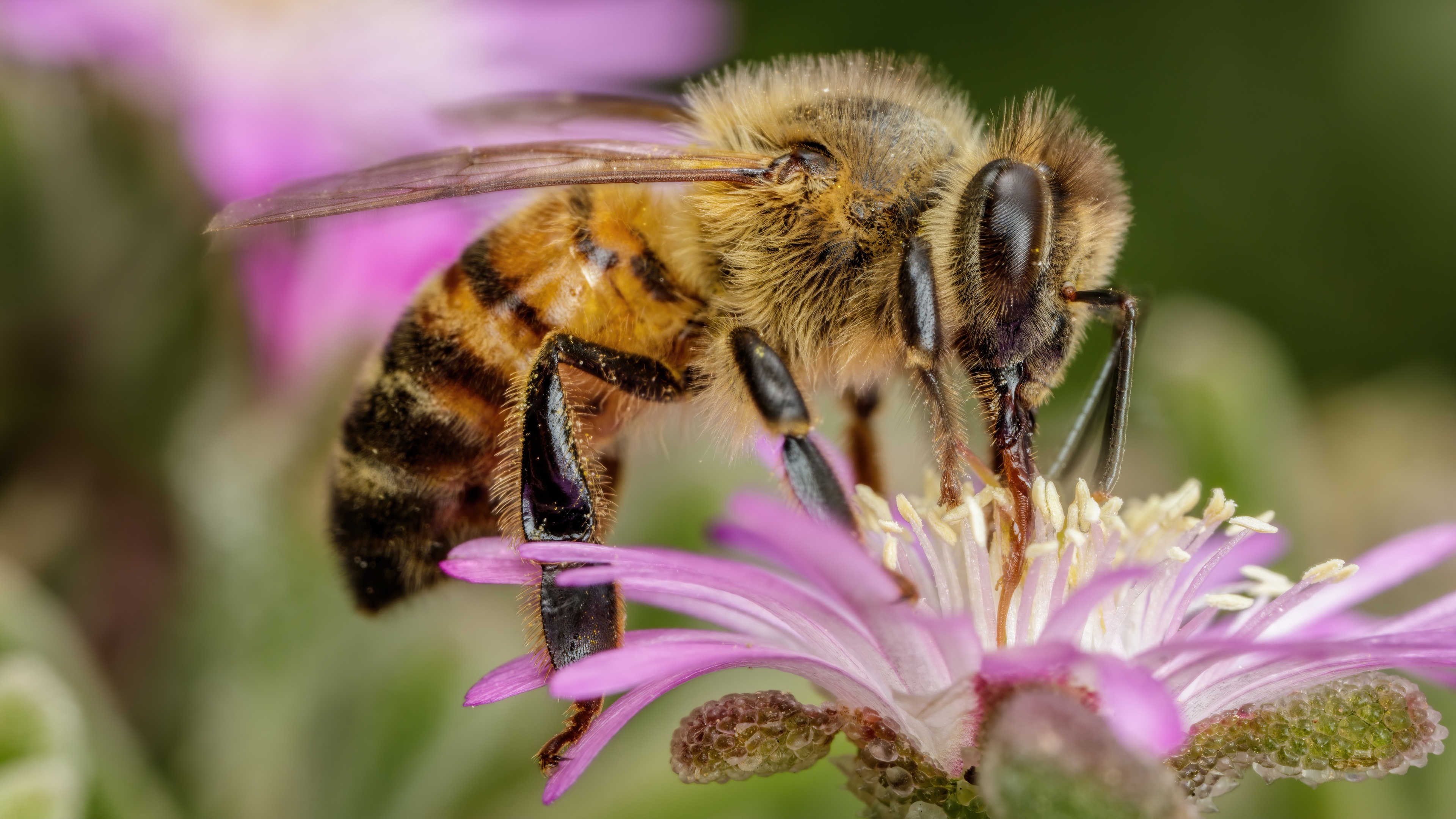 Агрессивная пчела