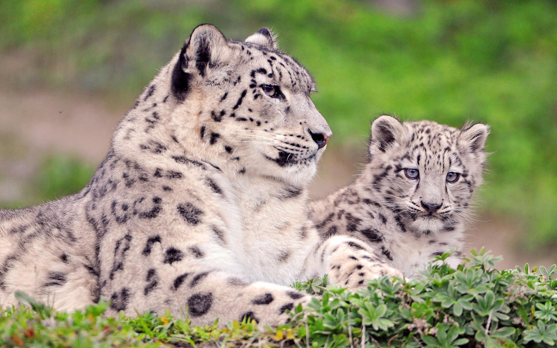 wallpapers couple, animals, grass, snow leopard, sit, young, pair, joey