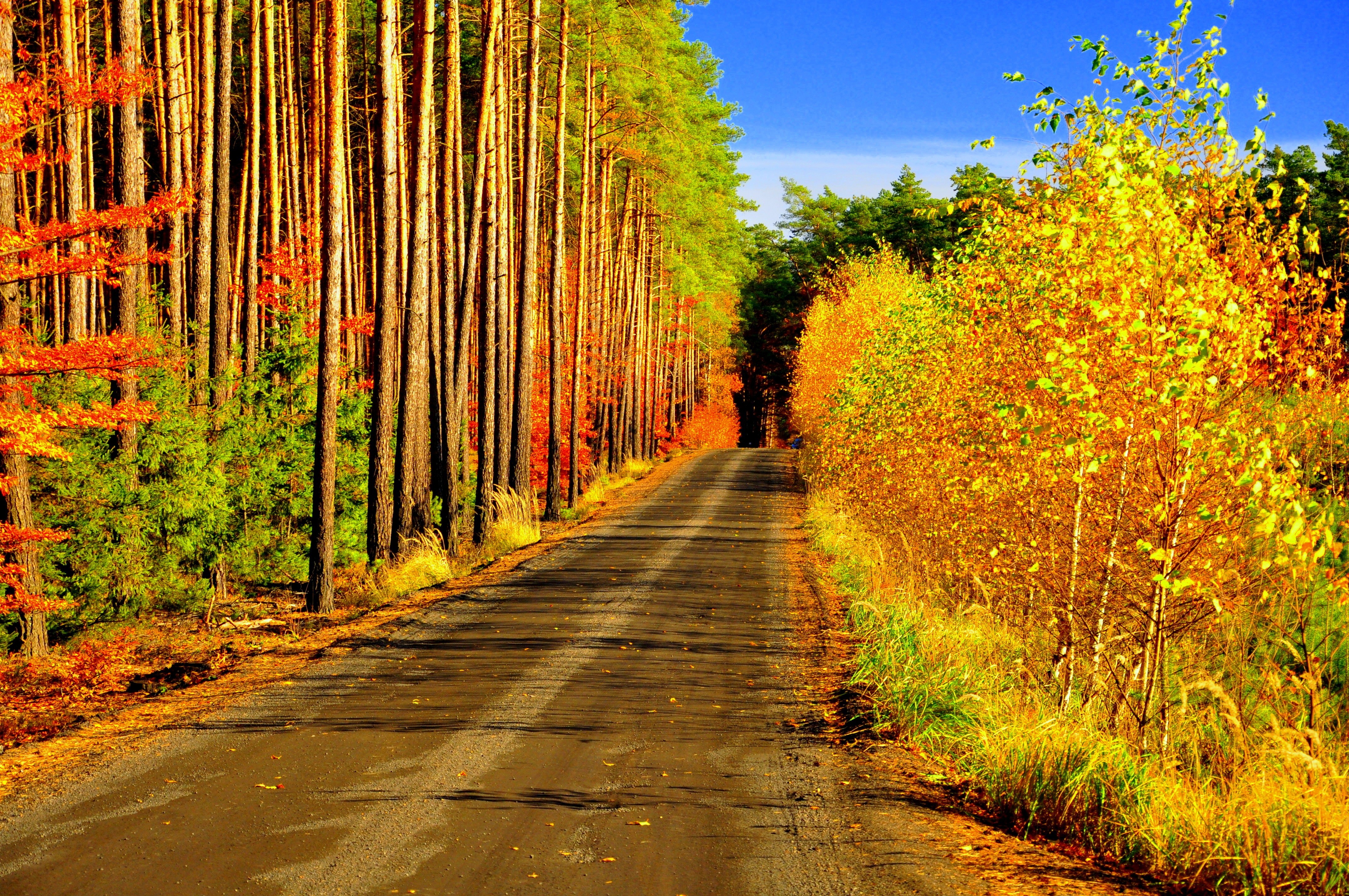Осень природа дорога