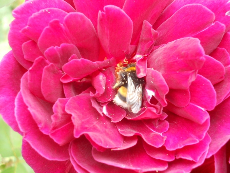 insects, bees, red Aesthetic wallpaper