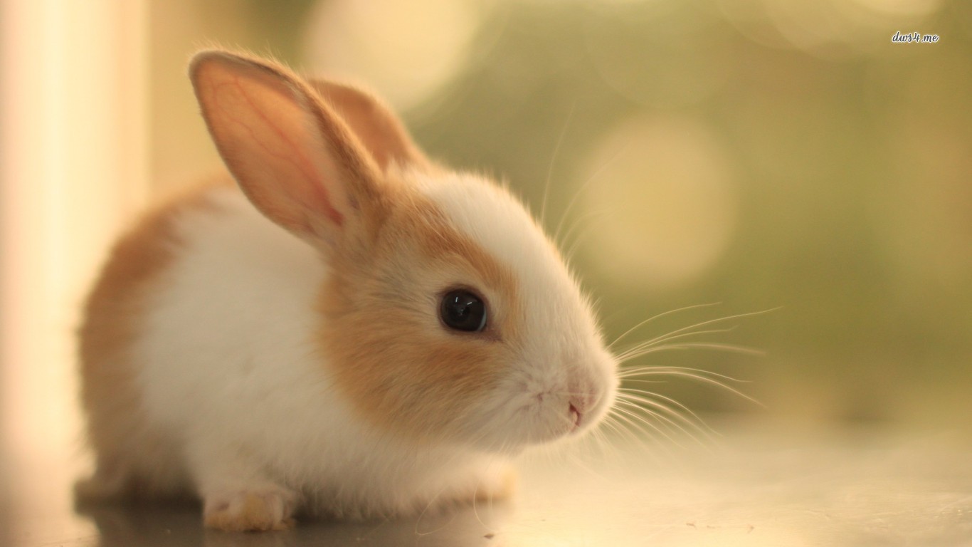 rabbit, animal Desktop home screen Wallpaper