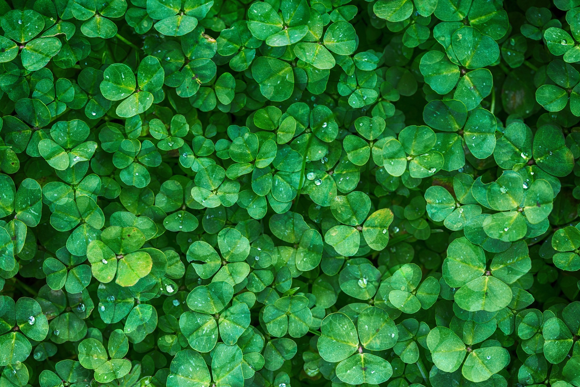  Shamrock HD Android Wallpapers