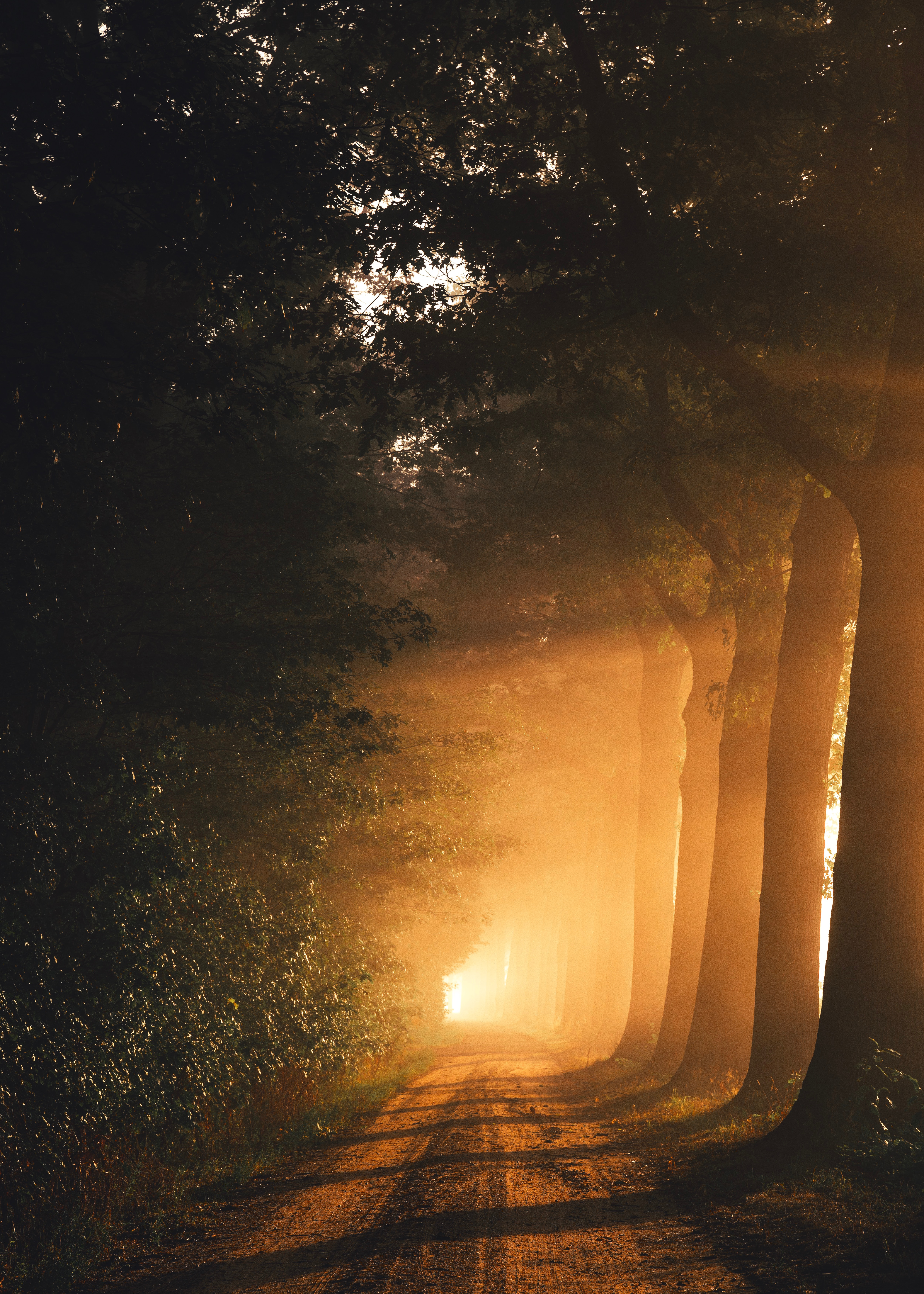 dawn, nature, sunlight, fog, road, trees