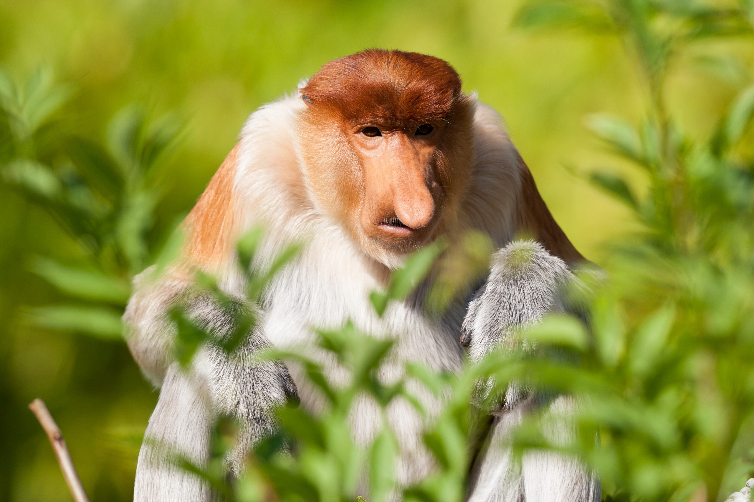 proboscis monkey, monkey, animal, primate, monkeys