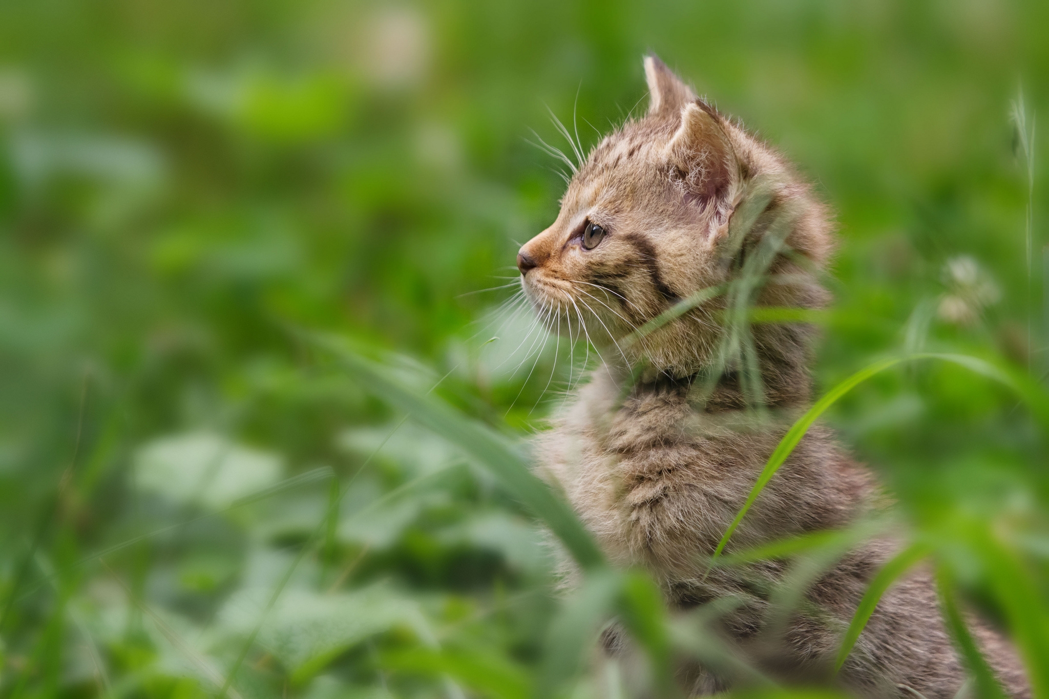 116912壁紙のダウンロード動物, 草, キティ, 子猫, 注意, マインドフルネス, 立つ-スクリーンセーバーと写真を無料で