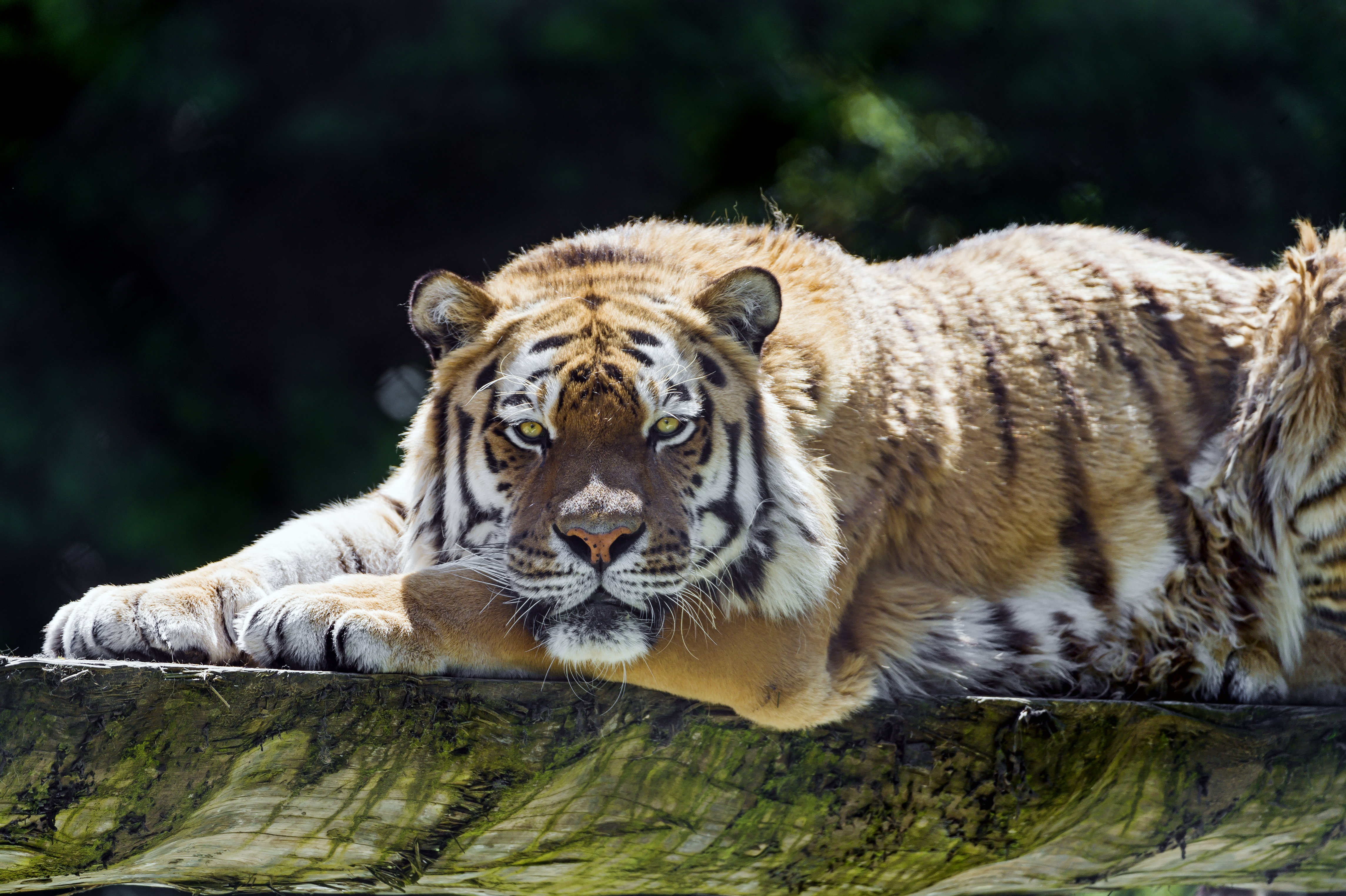 354124 Bild herunterladen tiere, tiger, amur tiger, ausruhen, sibirischer tiger, katzen - Hintergrundbilder und Bildschirmschoner kostenlos