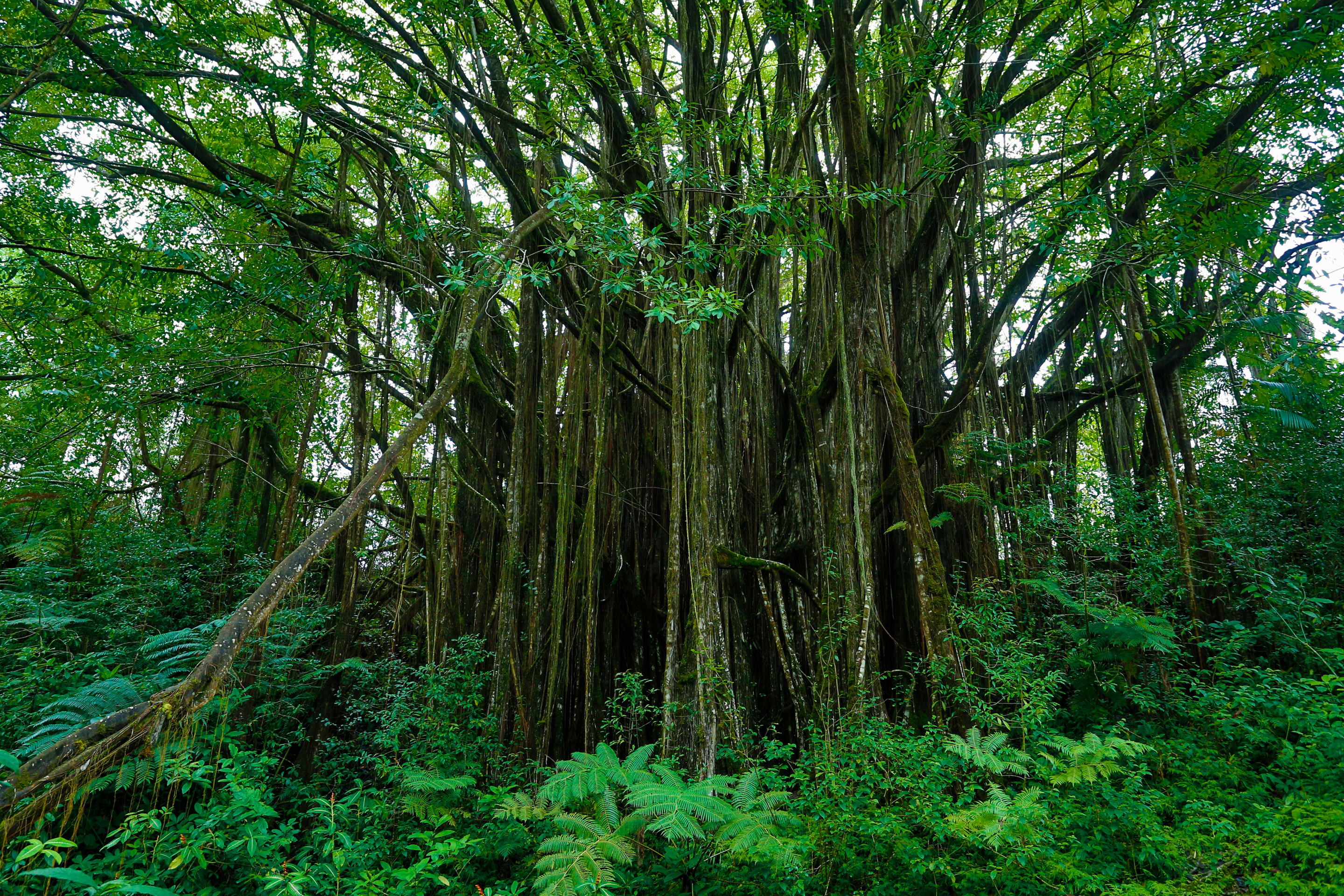 141037 Hintergrundbild herunterladen natur, bäume, hawaii, botanischer garten - Bildschirmschoner und Bilder kostenlos