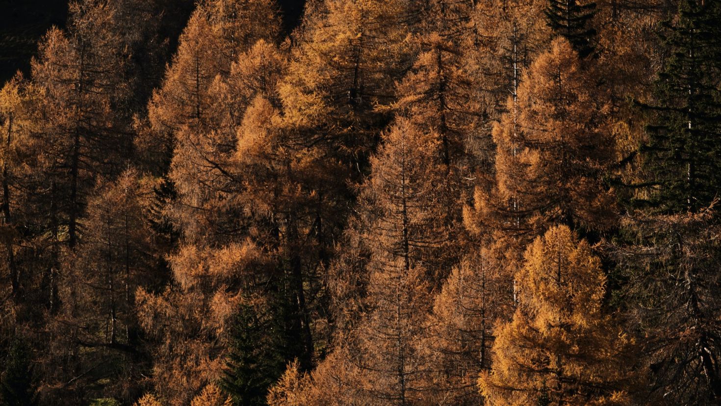 Forest brown. Коричневый лес. Осенний коричневый лес. Лес в коричневых тонах. Лес в коричневых тонах обои.