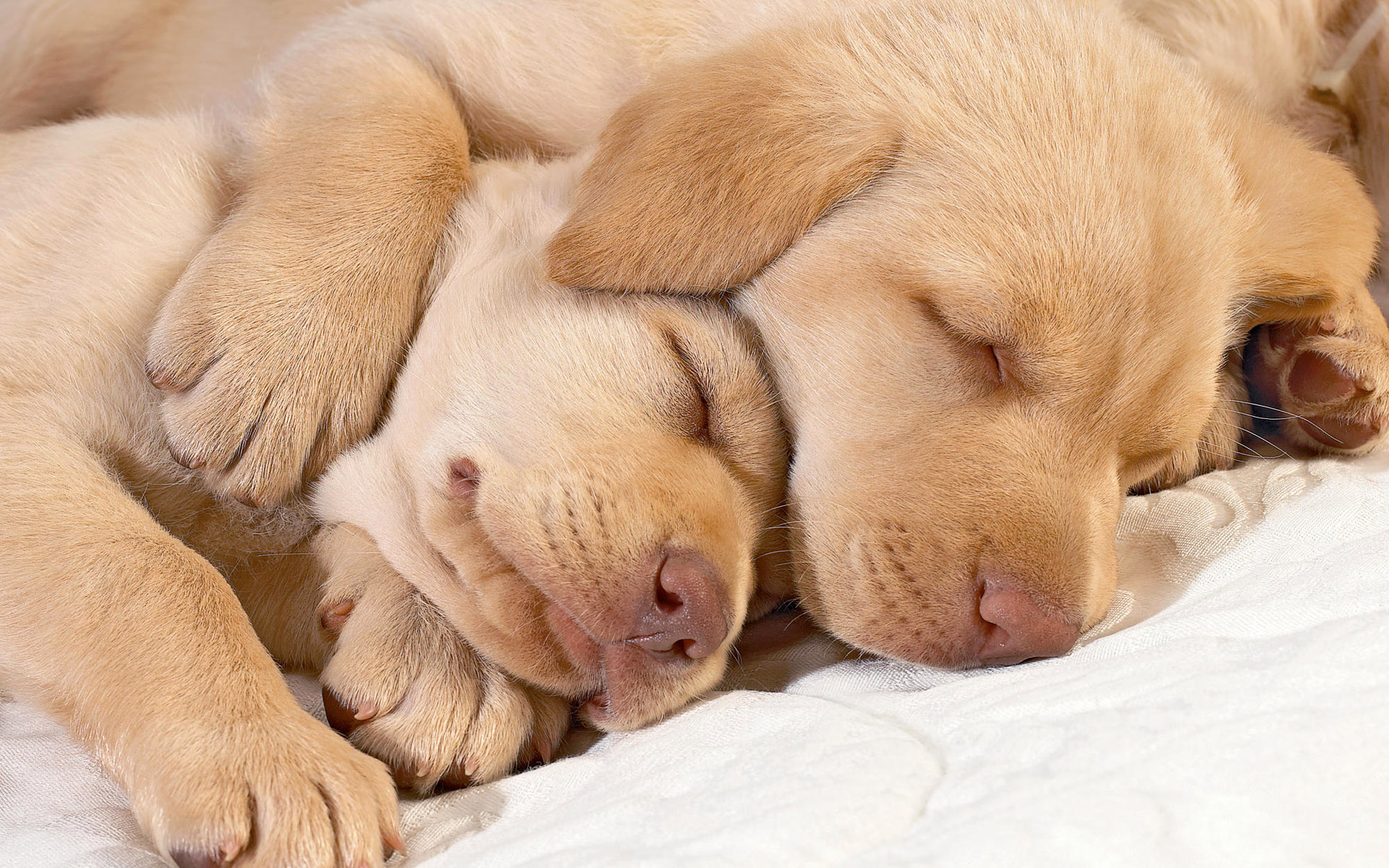 картинки спящих щенят