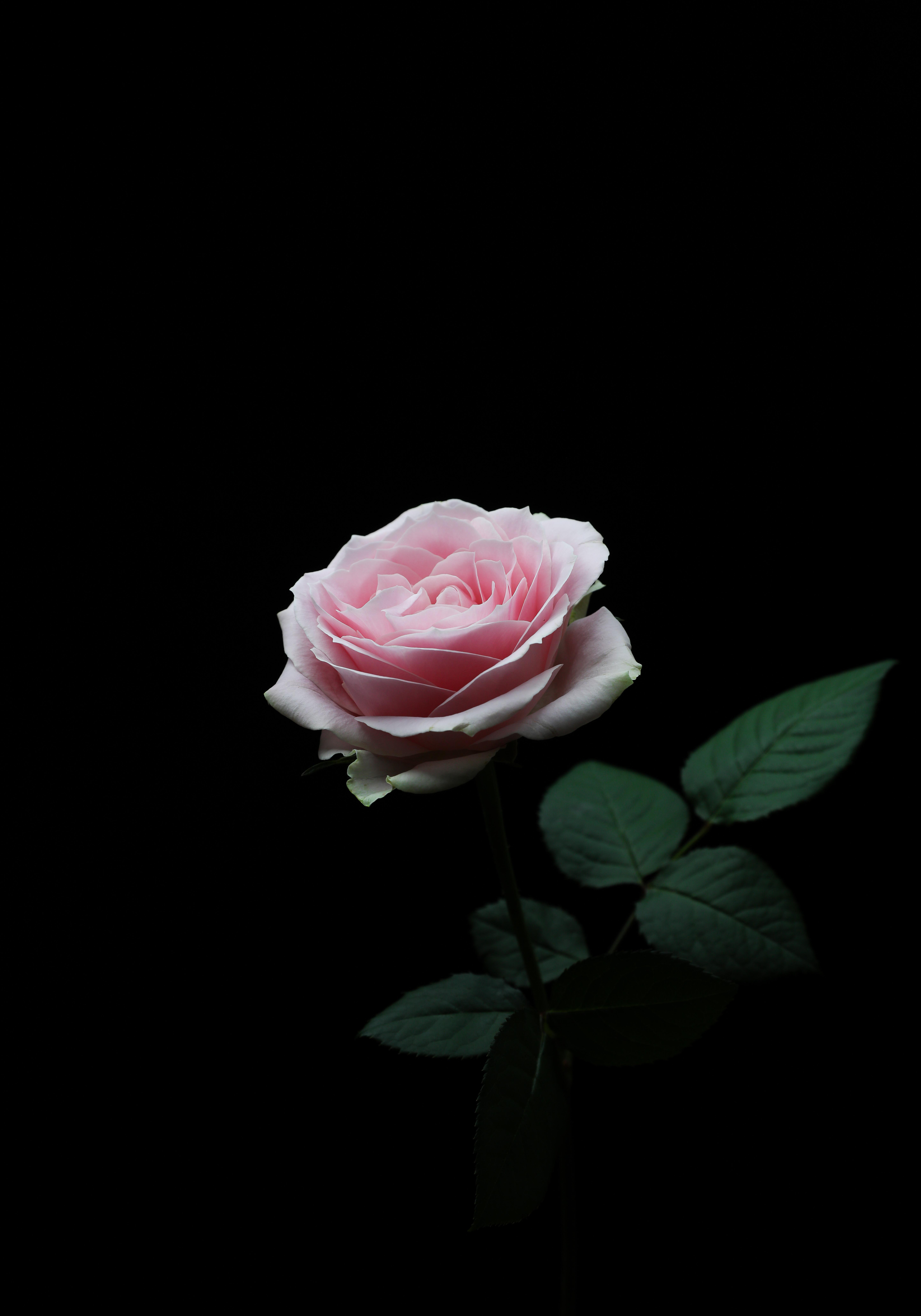 flower, petals, rose flower, flowers, pink, rose, bud Full HD