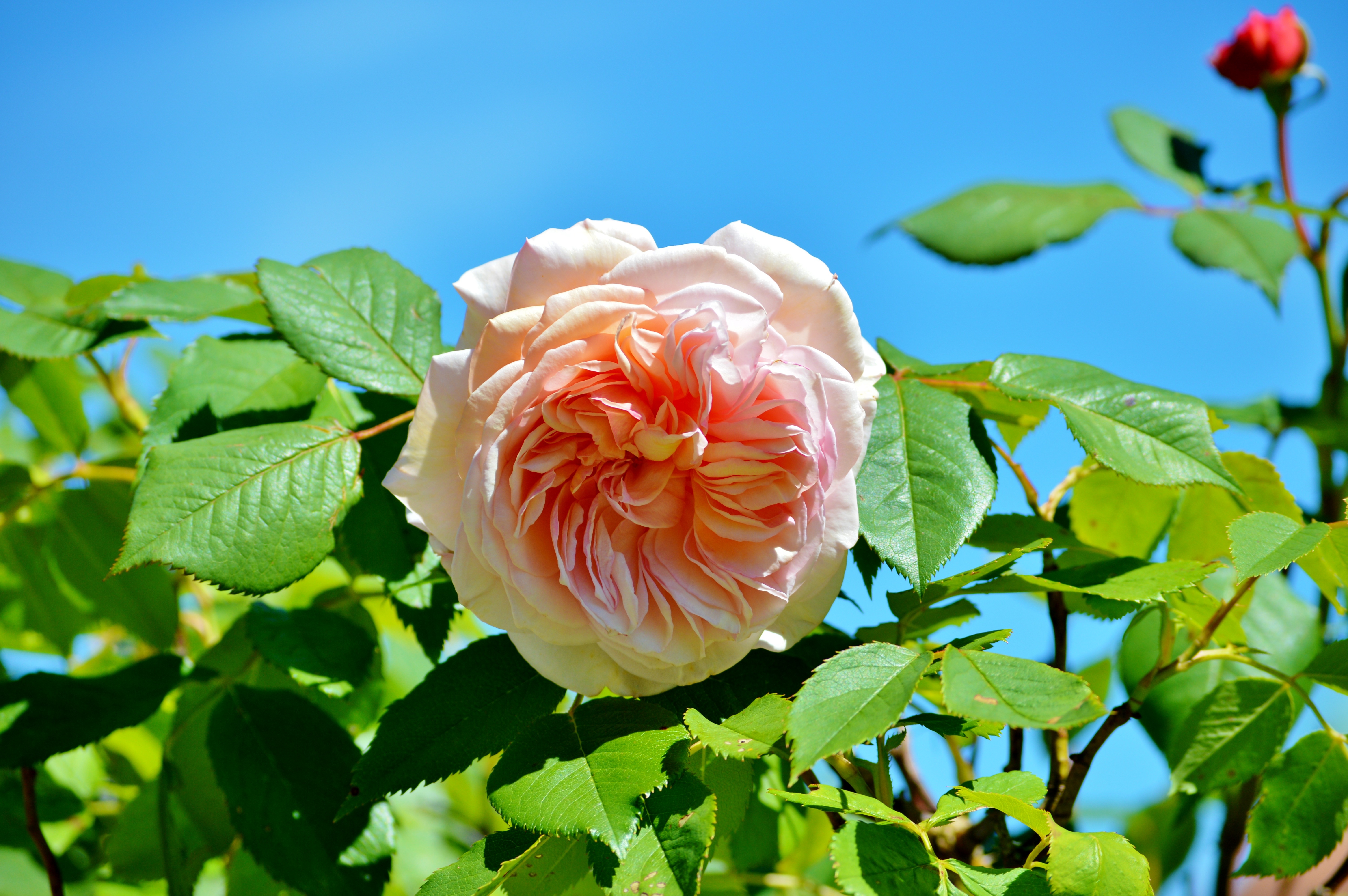 69567 baixar papel de parede flores, rosa, flor rosa, bud, botão, arbusto, cor de rosa - protetores de tela e imagens gratuitamente