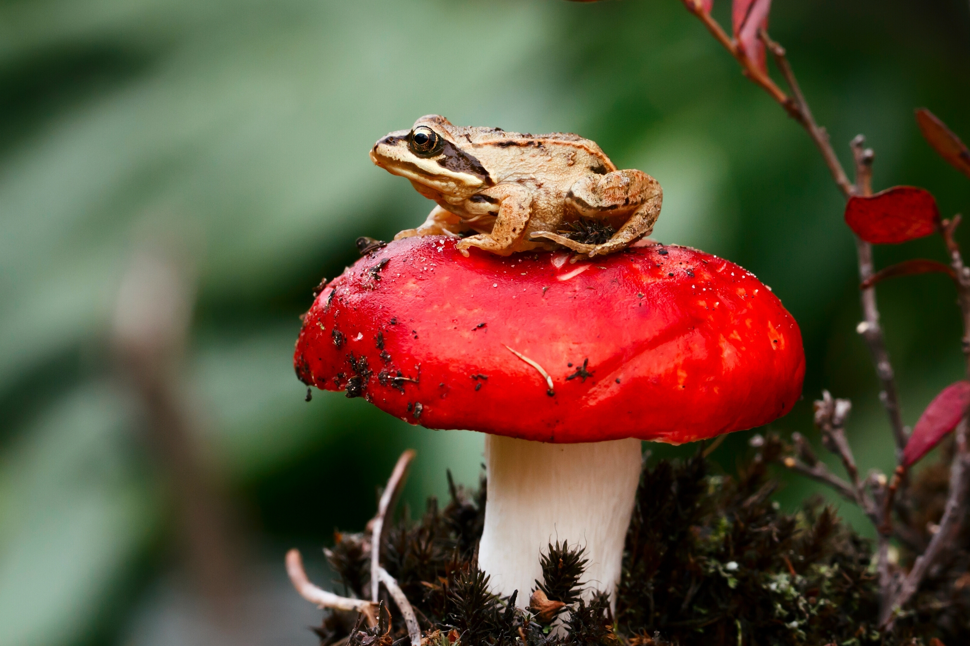 mushroom, toadstool, macro, sit, frog High Definition image