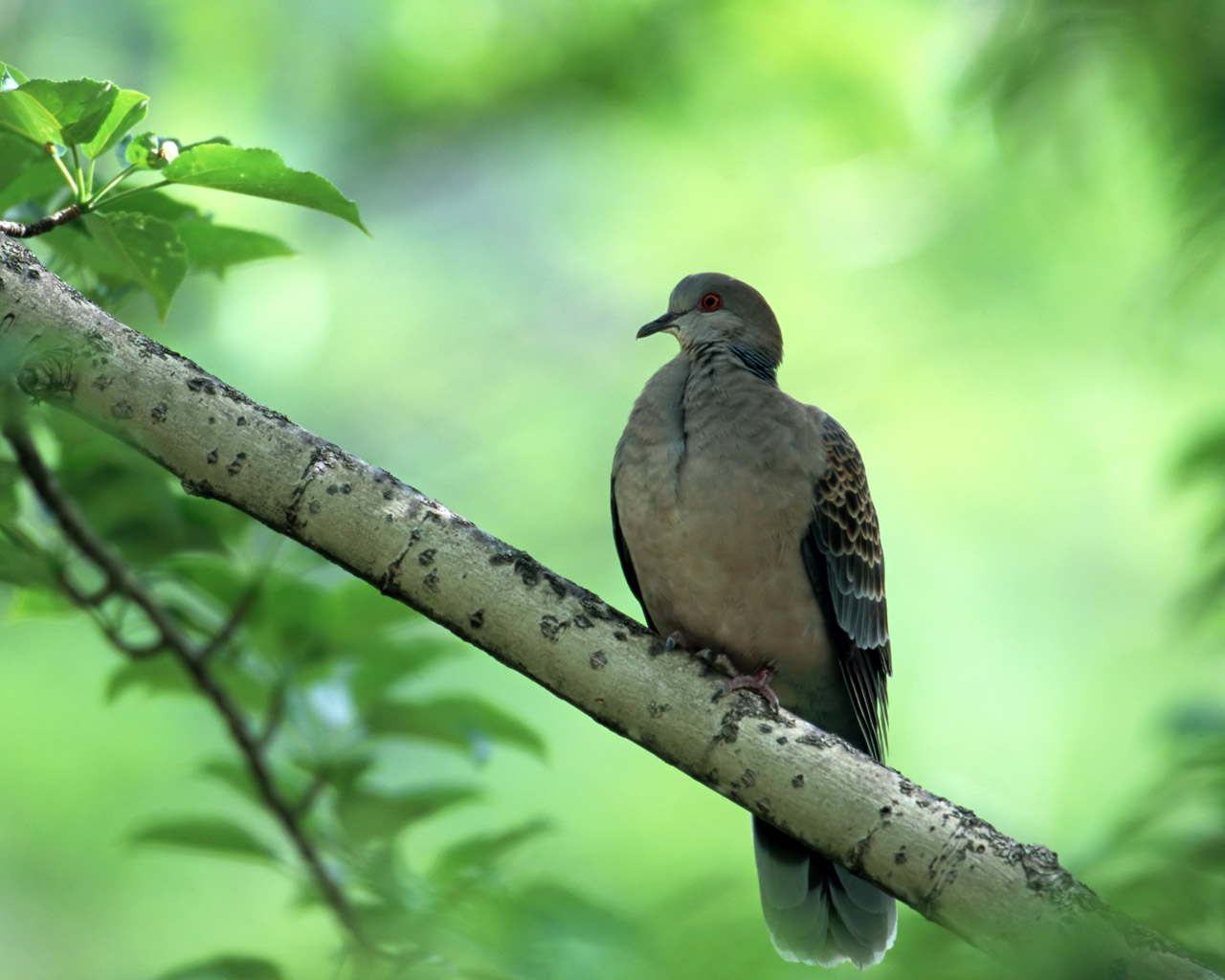 Download mobile wallpaper Bird, Animal, Dove for free.