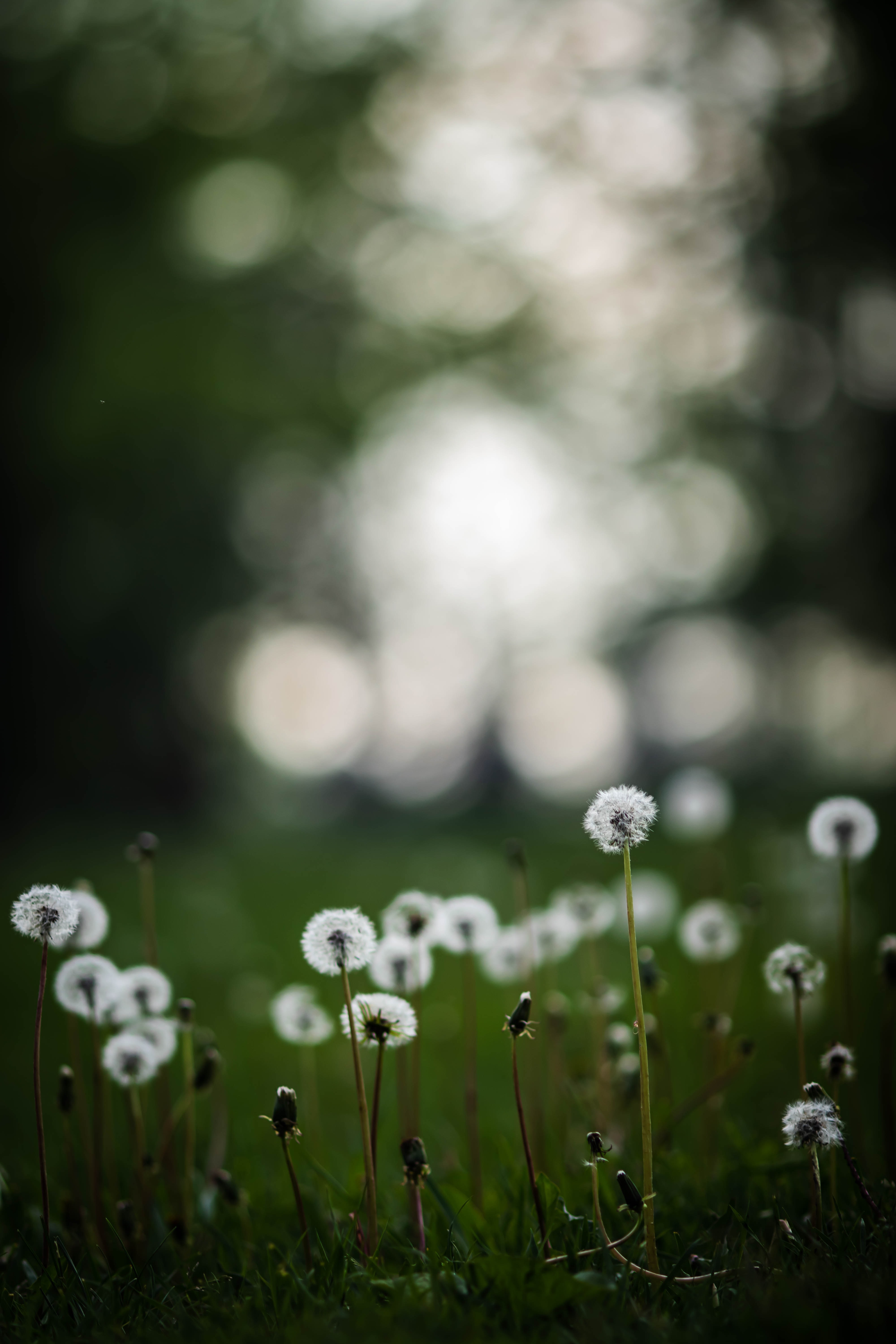 Download mobile wallpaper Grass, Field, Nature, Dandelions, Plants for free.