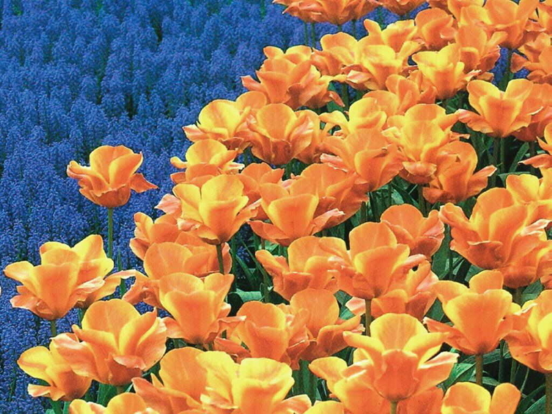 iPhone Wallpapers  Plants