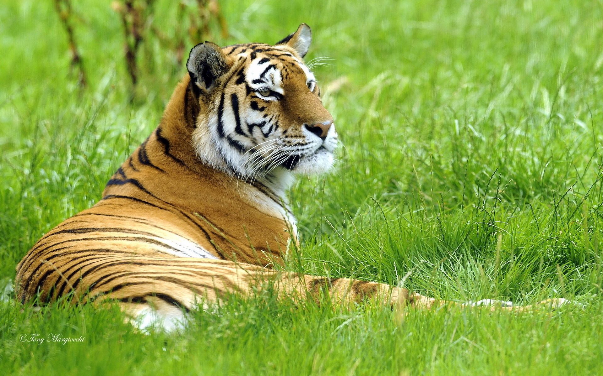 animals, grass, lie, to lie down, big cat, relaxation, rest, tiger wallpapers for tablet
