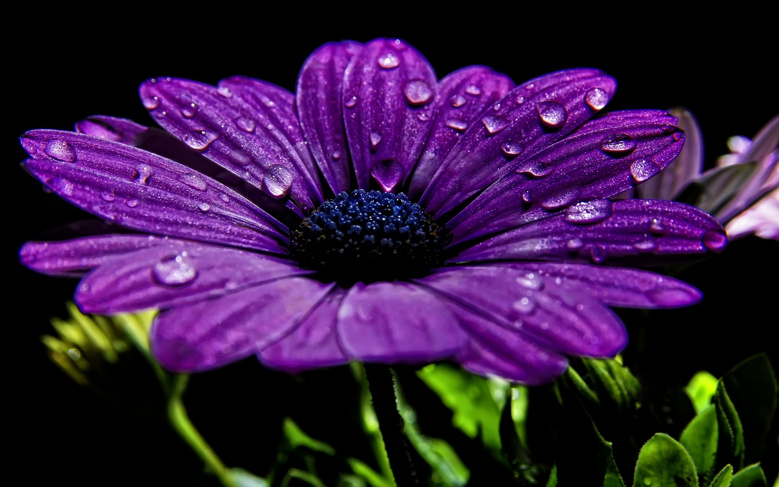 Téléchargez gratuitement l'image Plantes, Fleurs sur le bureau de votre PC