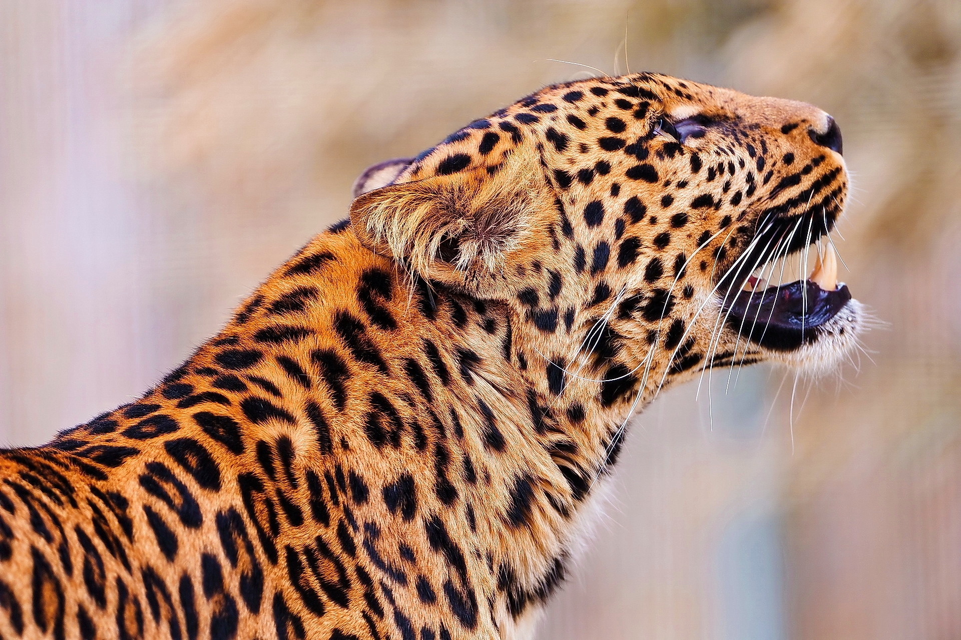 animals, leopard, muzzle, predator, jump, bounce lock screen backgrounds