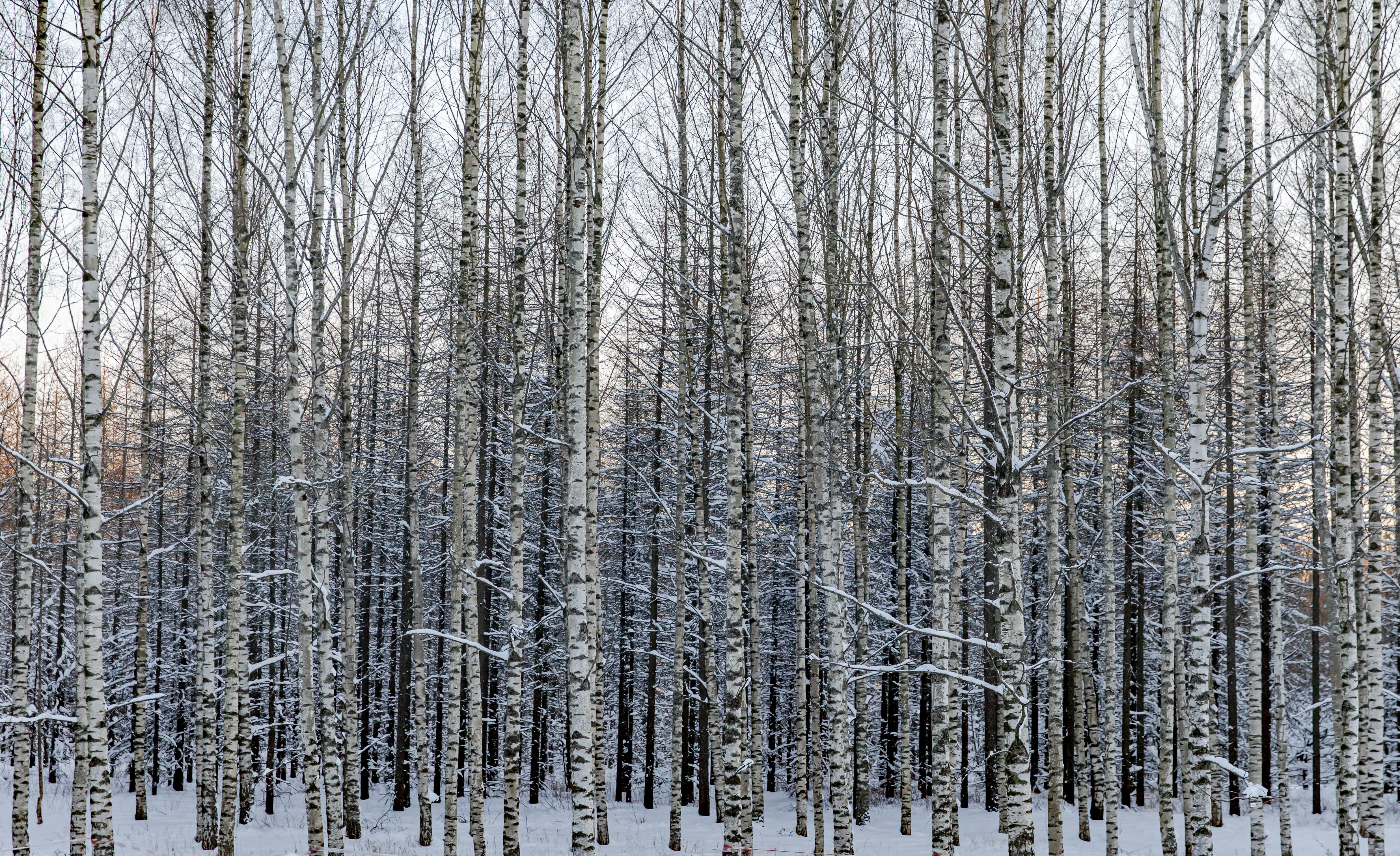 Baixar papel de parede para celular de Vidoeiros, Natureza, Neve, Floresta, Inverno, Árvores gratuito.