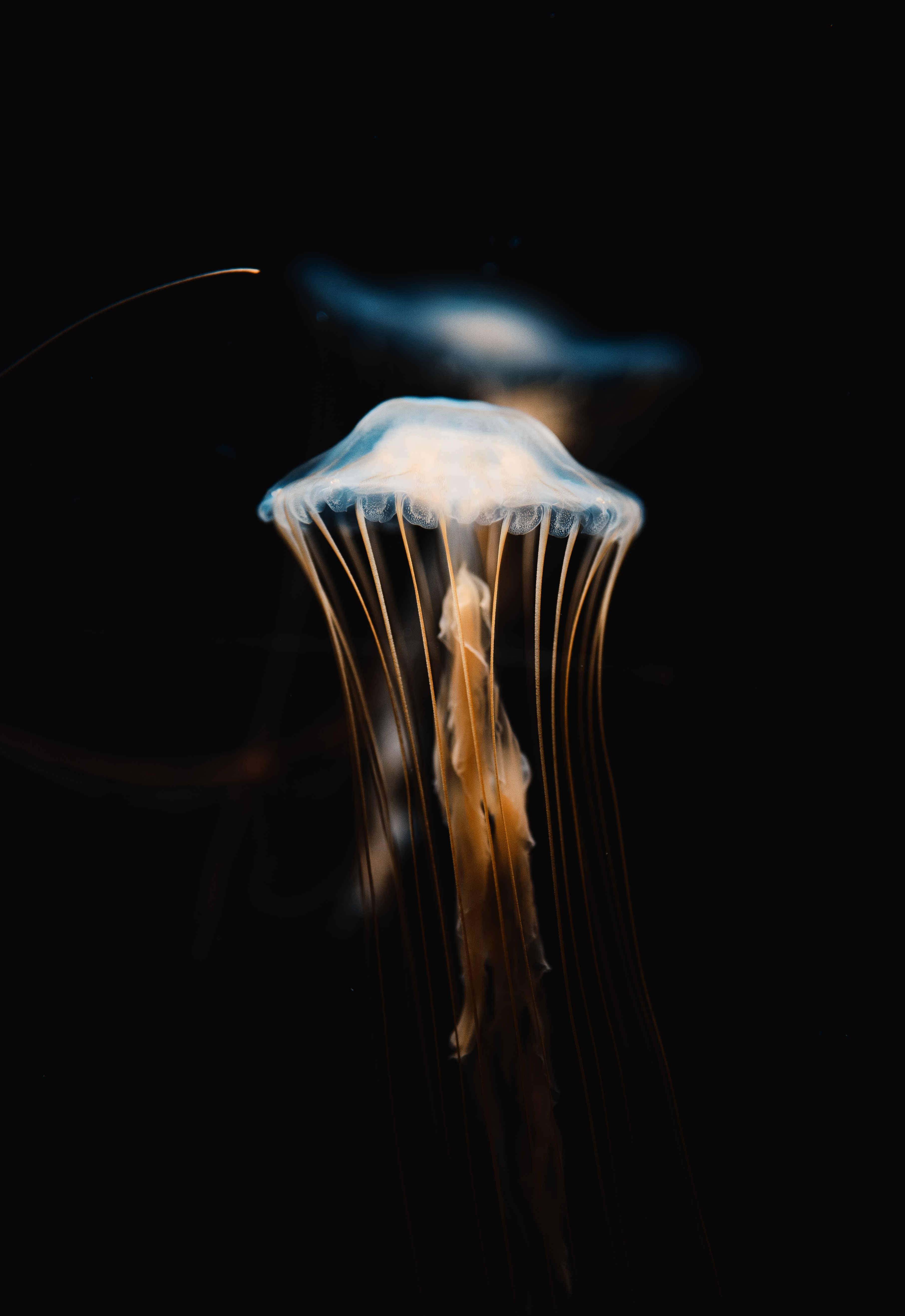 84306 скачать картинку медуза, подводный мир, животные, прозрачный, щупальцы - обои и заставки бесплатно