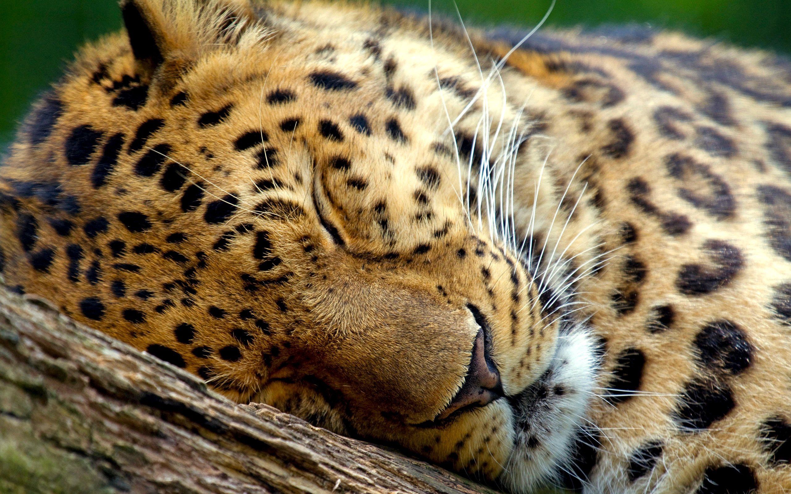 120864 Bild herunterladen tiere, leopard, schnauze, augen, schlafen, traum - Hintergrundbilder und Bildschirmschoner kostenlos