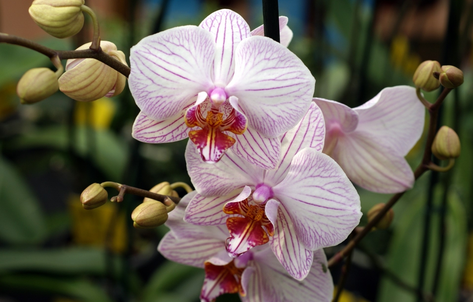 Орхидейные Растения