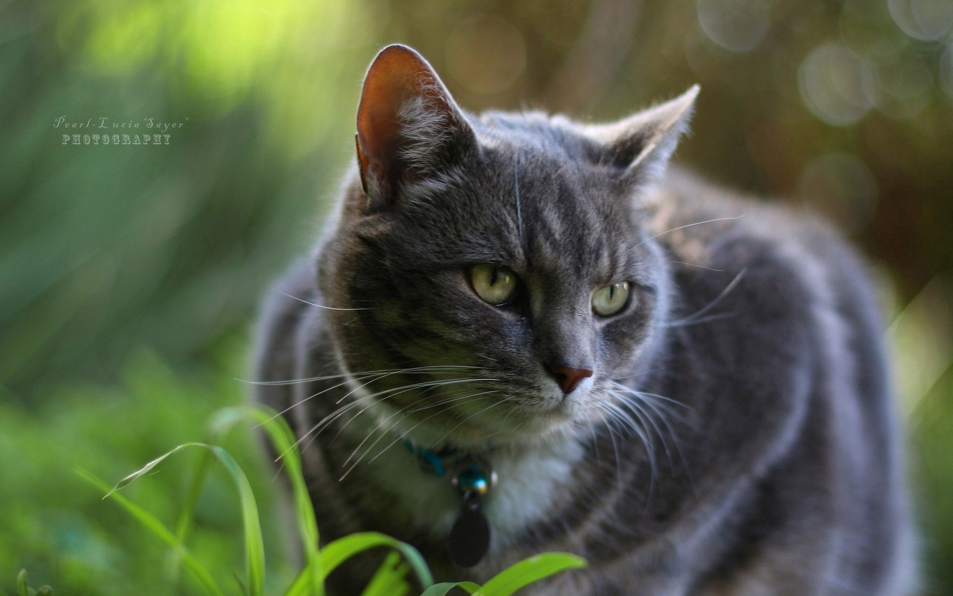 Серая кошка в траве