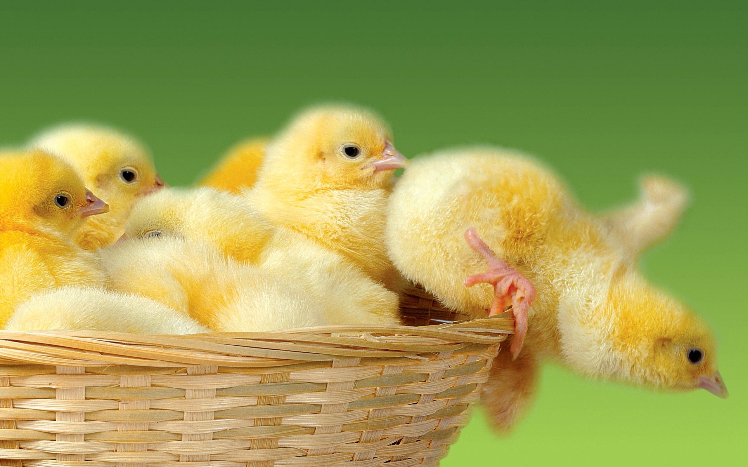 animals, chicks, jump, basket